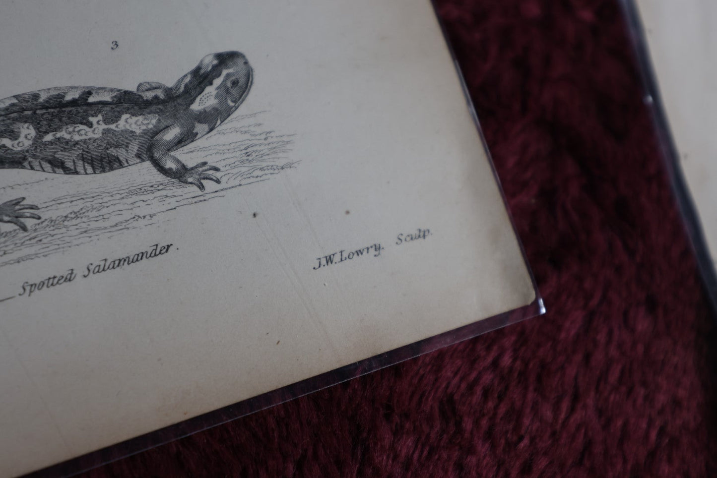 Lot 075 - Grouping Of Five Antique Book Plates Of Animals - Reptiles, Frogs, Fish, Lizards, Skeletons, William Mackenzi, Glasgow, Edinburgh, London, & New York, Signed Nathanial J. Holmes, J. Lowry