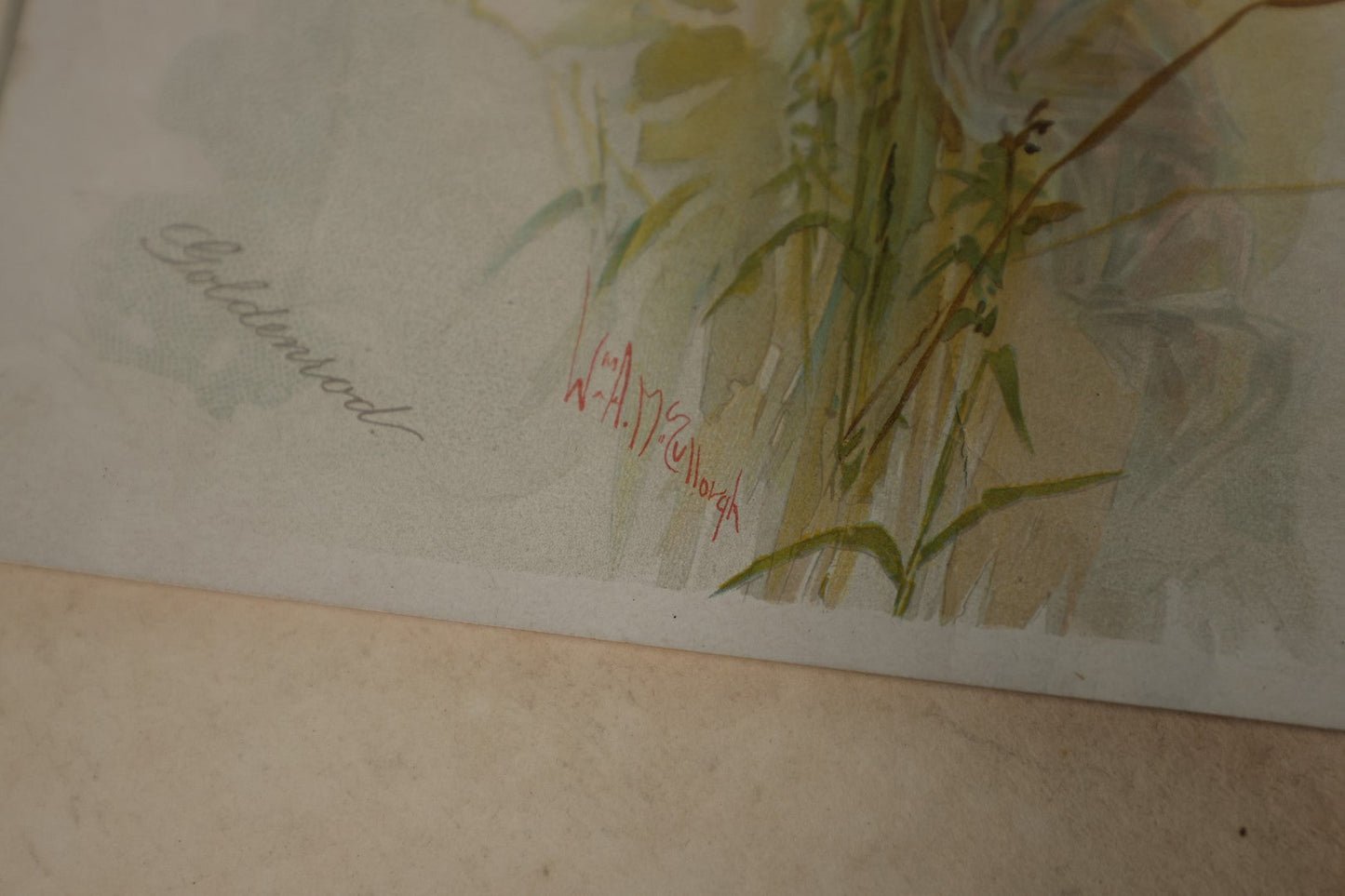 Lot 137 - Ephemera Lot - Chromo Litho of Fairy In Black Folder, "Goldenrod" By William A. Mc Culloch, G.H. Bueck And Co Lithographer