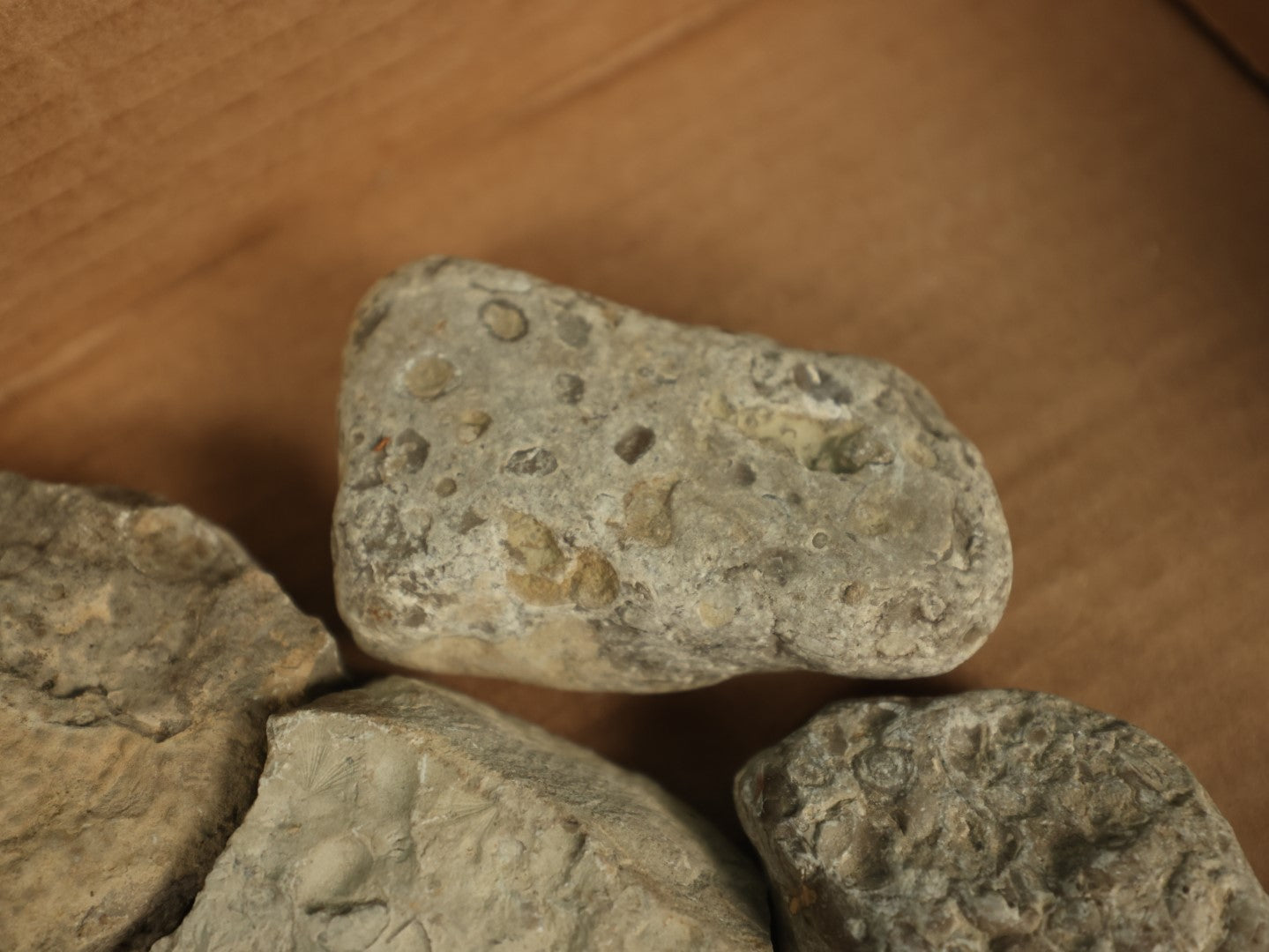 Lot 050 - Grouping Of Six Various Fossils, Appear To Be Small Shell Creatures And More, As Found