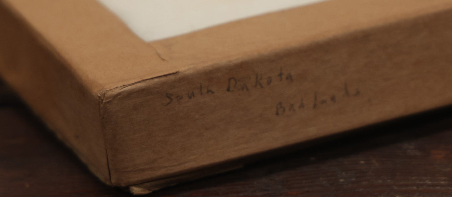 Lot 021 - Vintage Collection Of Fossilized Animal Jaw, Mouth, And Teeth Specimens In Riker Case, Collected From The South Dakota Badlands, Circa 1960S