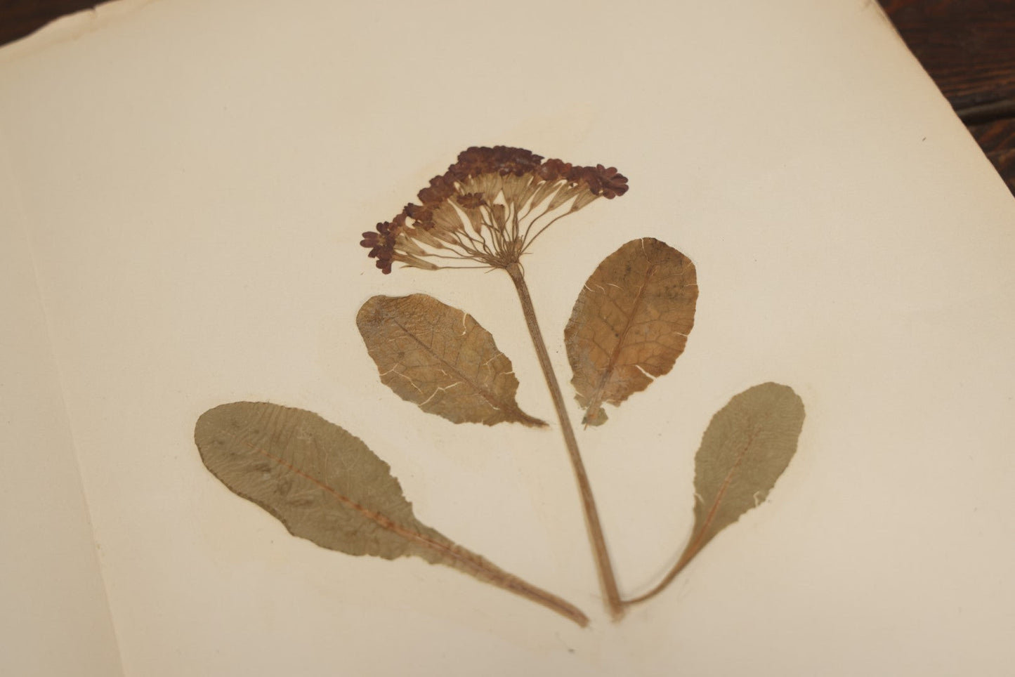 Lot 012 - Antique Herbarium And Plant Analysis Handwritten Book With Real Botanical Samples, Prepared By Ivanhoe McCollum, Alderson Broaddus University, Philippi, West Virginia, 1916, Almost Completely Full