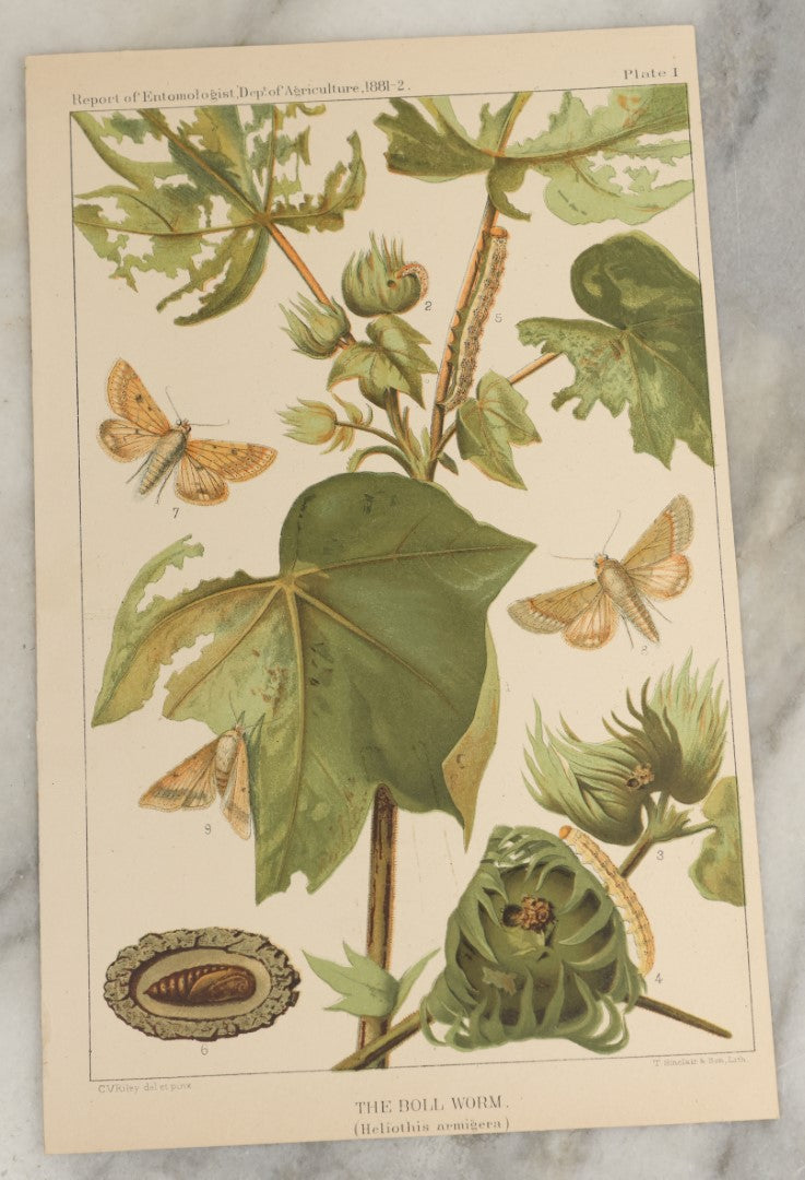 Lot 167 - Grouping Of Six Loose Natural History Bookplate Illustrations Including Mushrooms, Chimps / Apes, Insects, Birds, And More