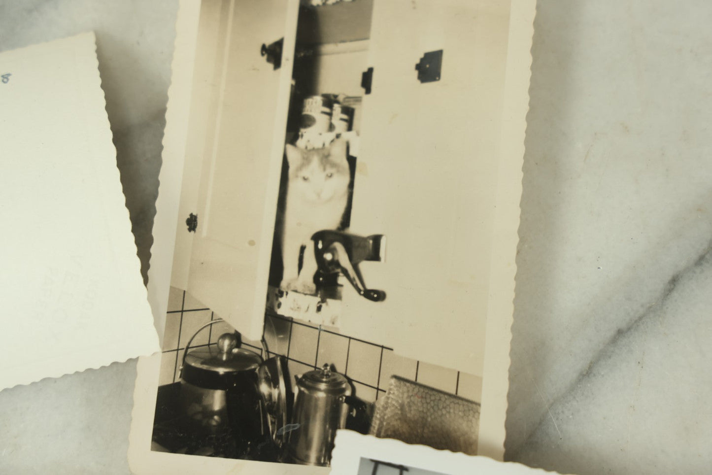 Lot 077 - Grouping Of Six Vintage Cat Snap Shot Photographs Including Siamese Cat Litter, "The Cat That Bit Me" And Others