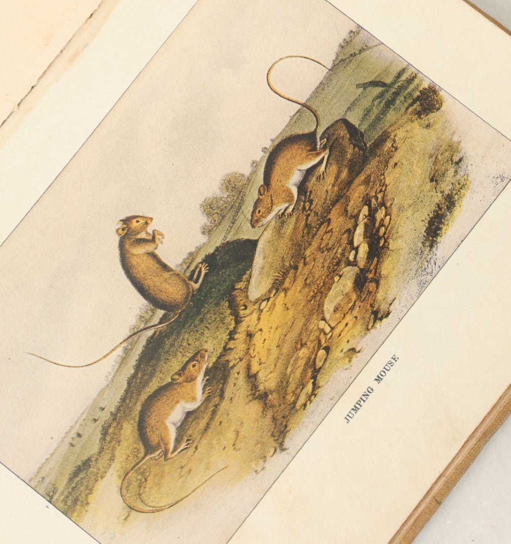 Lot 136 - "Squirrels And Other Fur-Bearers" Antique Book By John Burroughs, School Edition, With Fox On Cover, Note Pages Missing, Loose, Houghton Mifflin Co., Boston