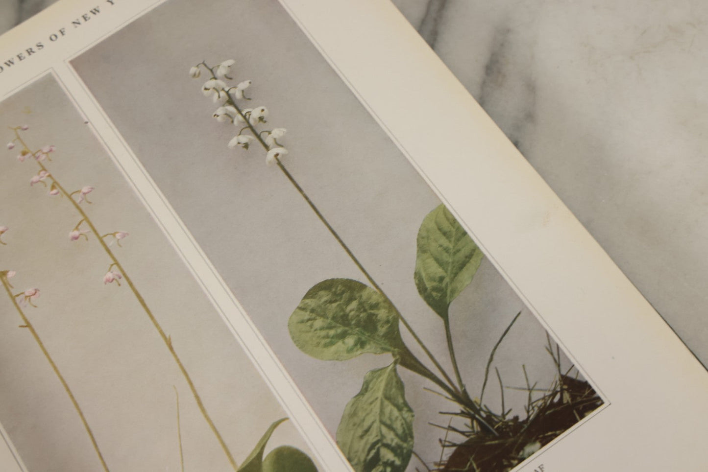 Lot 143 - "Wildflowers Of New York: Part 2" Antique Book By Homer D. House, State Botanist, The University Of The State Of New York, State Museum, Published 1918, Illustrated