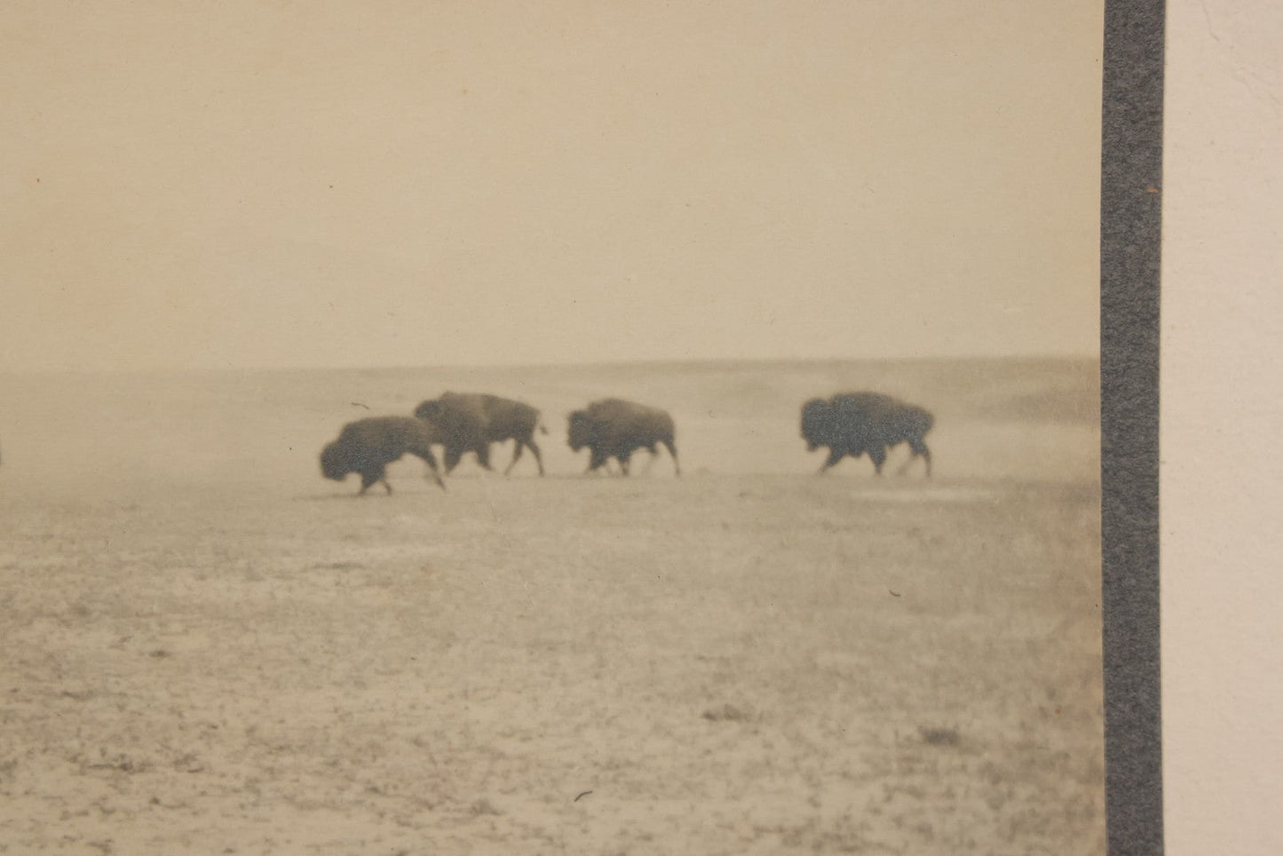 Lot 098 - Antique Boarded Western Photograph Of American Bison Walking Across The Plains