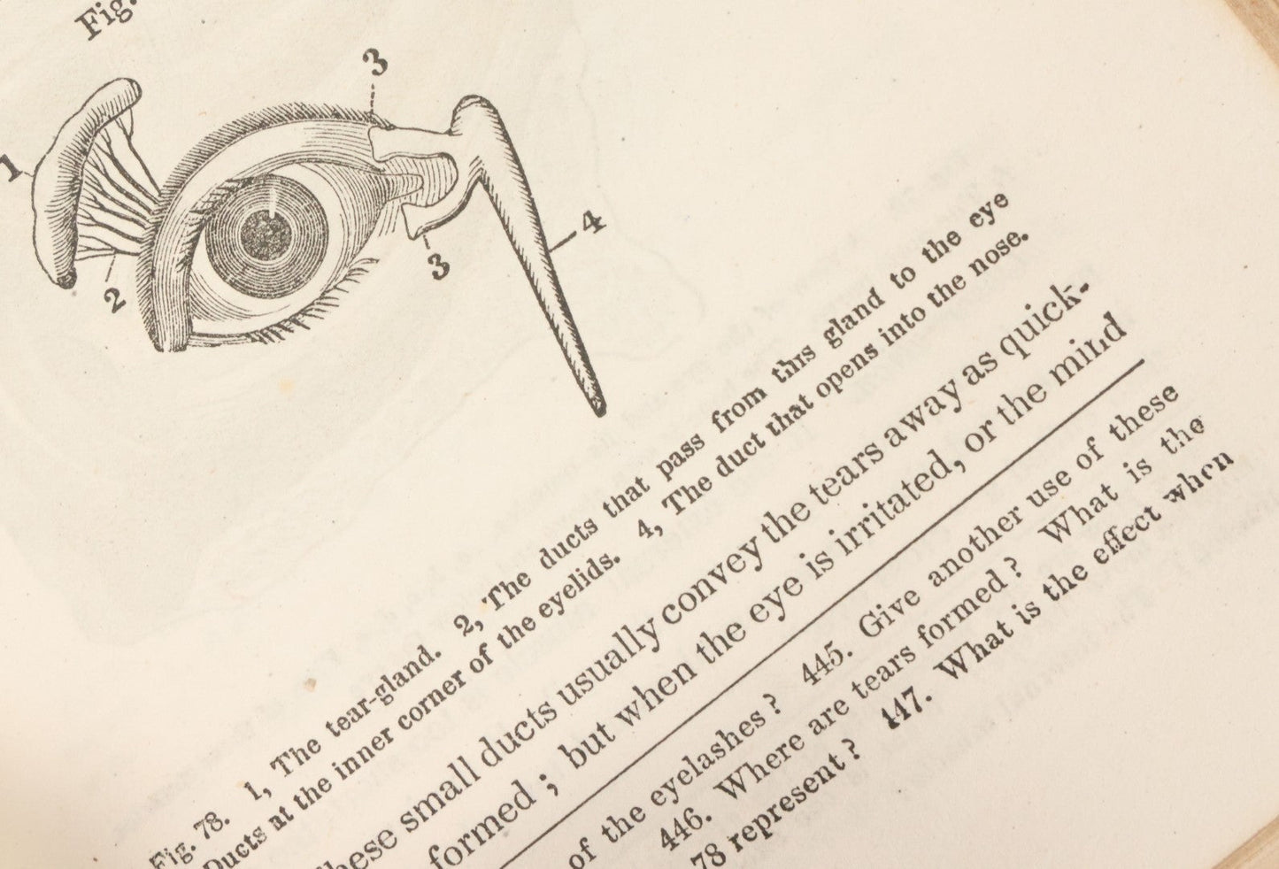 Lot 030 - "First Book On Anatomy, Physiology, And Hygiene, For Grammar Schools And Families" Antique Medical Book By Calvin Cutter, M.D. With 83 Engraved Illustrations, Clark & Maynard Publishers, New York 1852