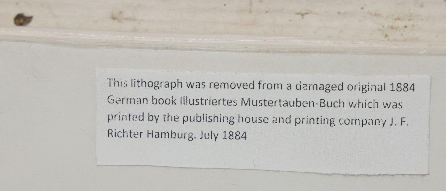 Lot 135 - Grouping Of Three Antique German Chromolithograph Bookplates Of Pigeons, From Illustriertes Mustertauben-Bush, J.F. Richter Printing, Hamburg, 1884 (Grouping B)