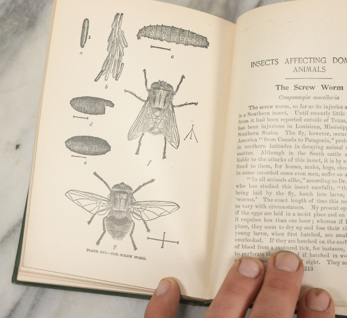 Lot 021 - "Insects And Insecticides: A Practical Manual Concerning Noxious Insects And The Methods Of Preventing Their Injuries" Antique Book By Clarence M. Weed, Illustrated, Second Revised Edition, Orange Judd Company, Publishers, New York, 1904