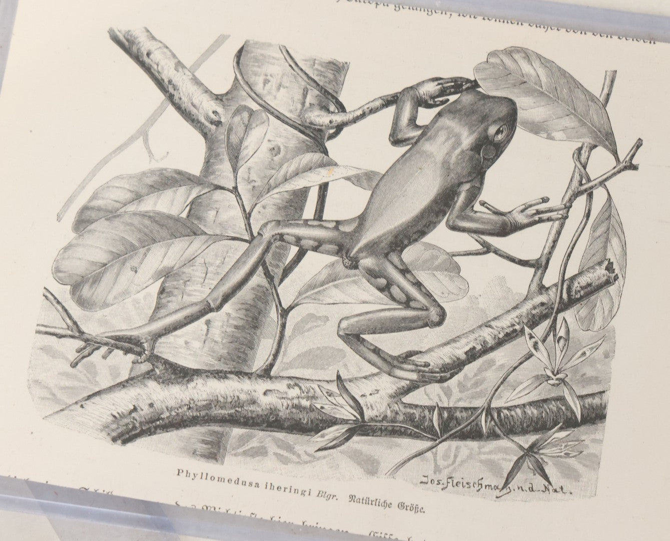 Lot 112 - Two Pieces Of Loose Vintage Frog-Related Ephemera, Including Tracing Paper Overlay Of Frog Anatomy, Frog Book Plate Print