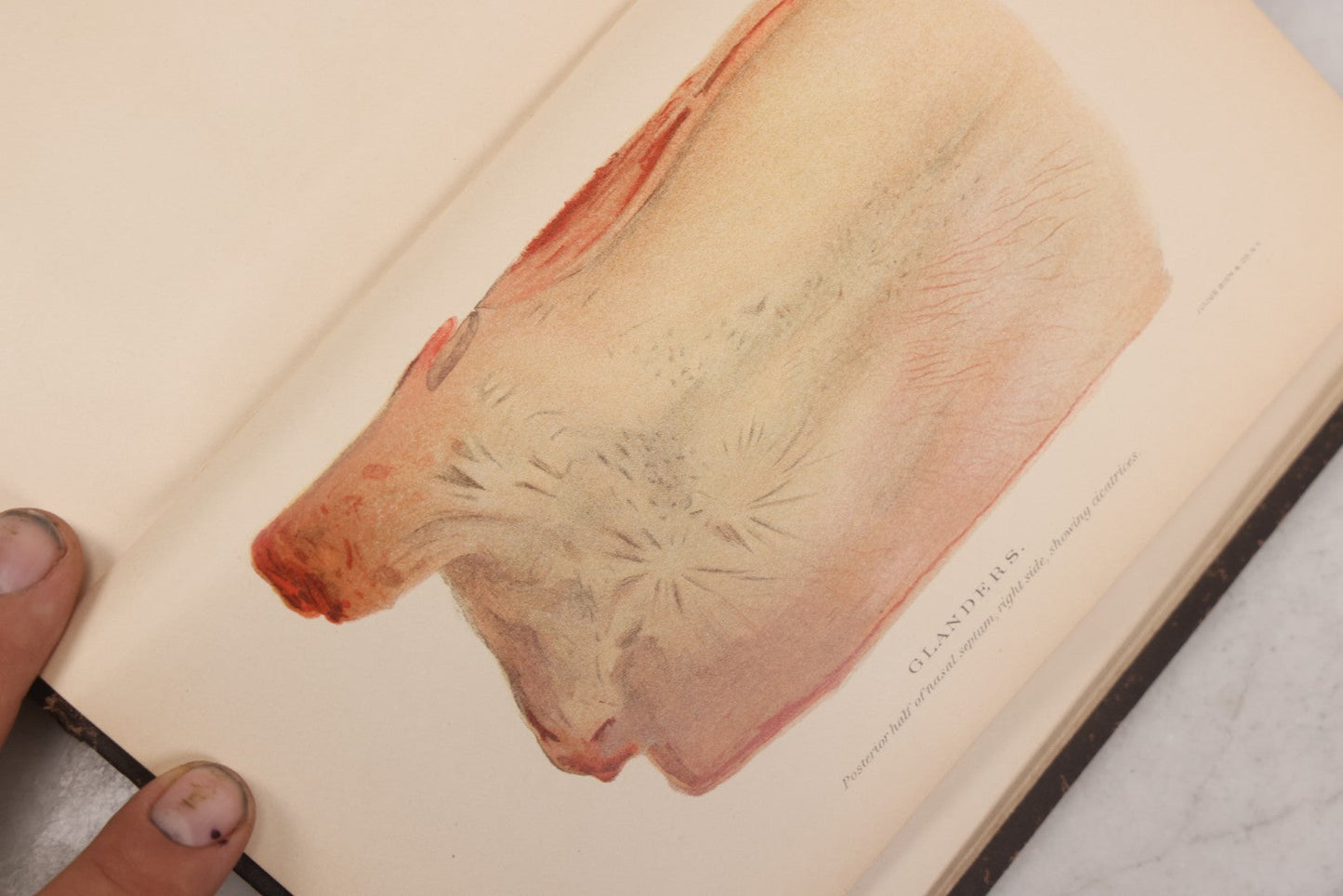 Lot 059 - "Special Report On Diseases Of The Horse" By Drs. Pearson, Michener, Law, Et Al., Illustrated, Published By The U.S. Department Of Agriculture, Bureau Of Animal Industry, Government Printing Office, Washington, 1903
