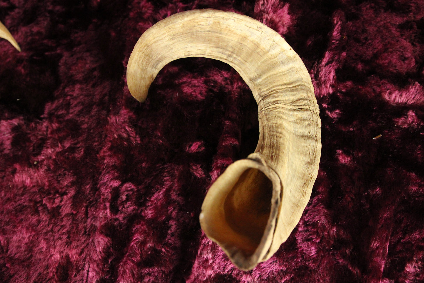 Loose Taxidermy Ram Sheep Goat Horns, Pair