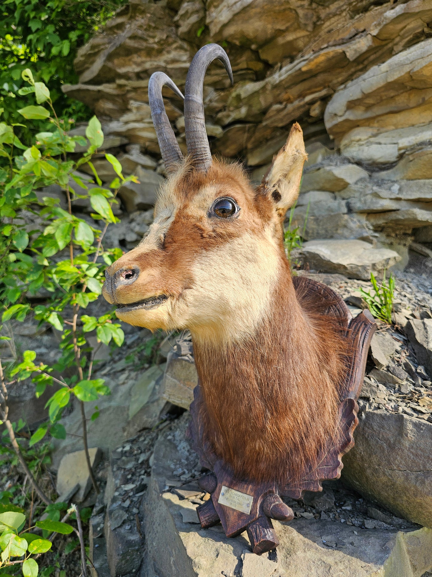 Vintage 1952 German Chamois Taxidermy Head Mount on Black Forrest Shield with ID Plaque