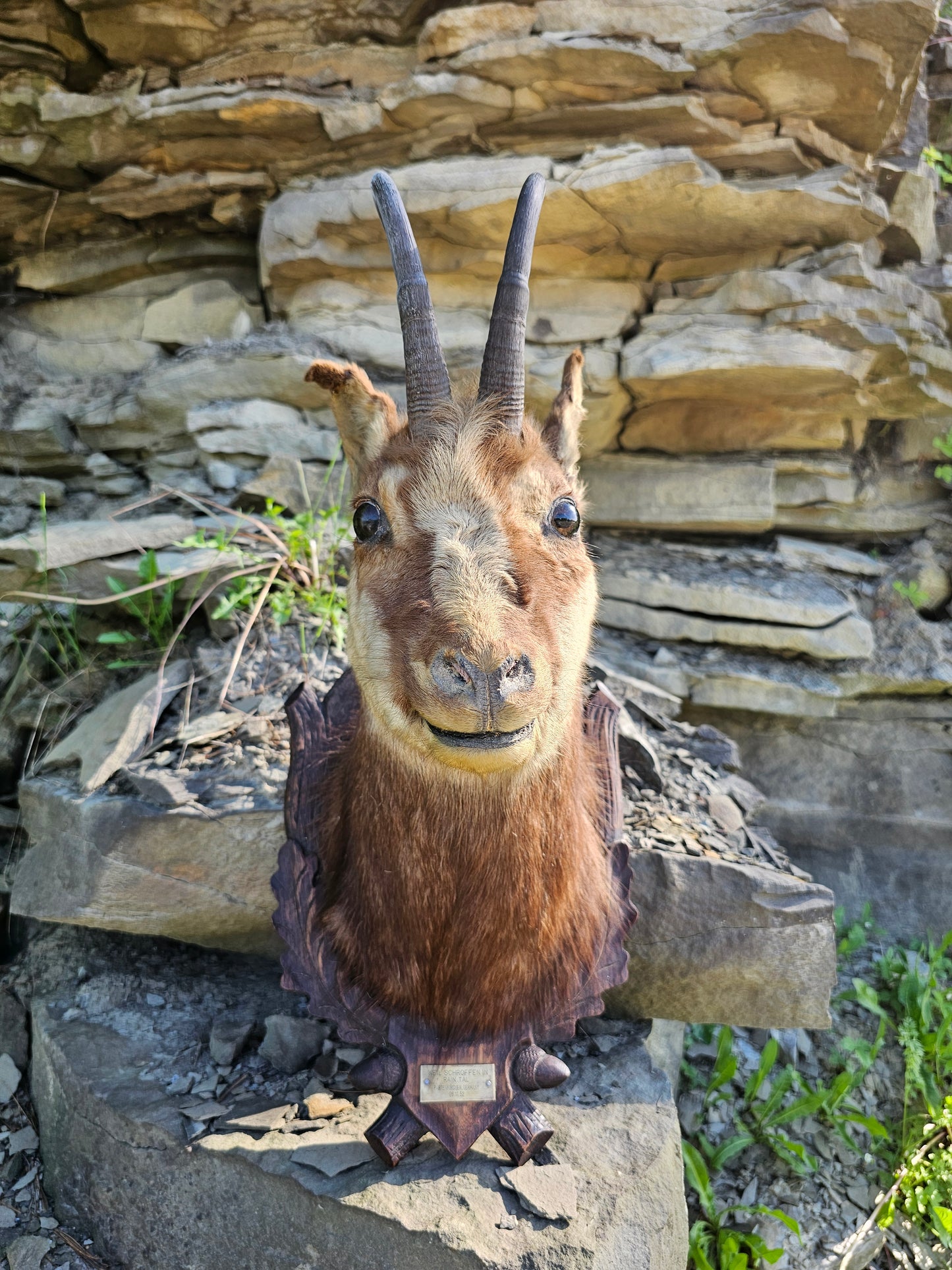 Vintage 1952 German Chamois Taxidermy Head Mount on Black Forrest Shield with ID Plaque