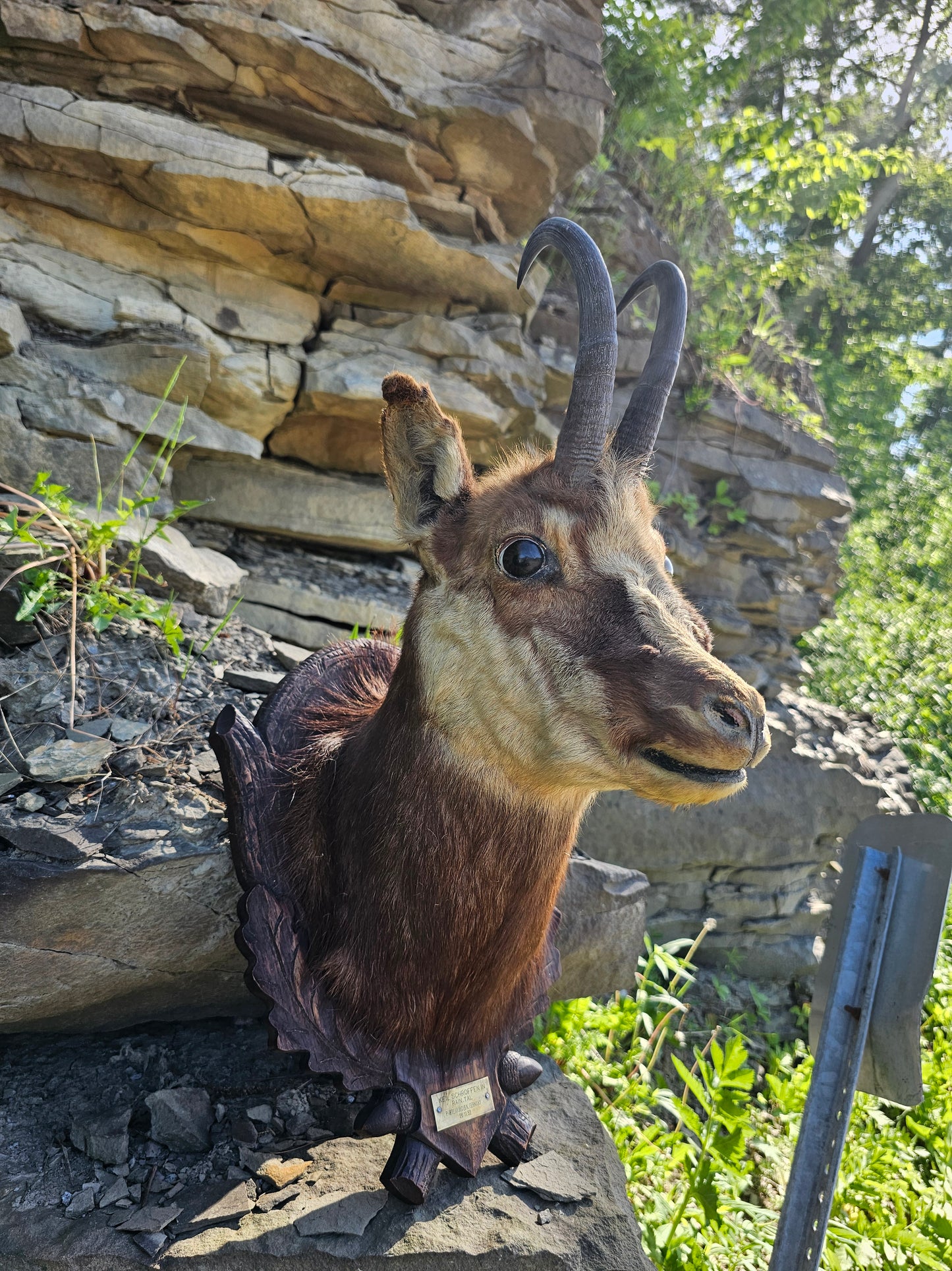 Vintage 1952 German Chamois Taxidermy Head Mount on Black Forrest Shield with ID Plaque