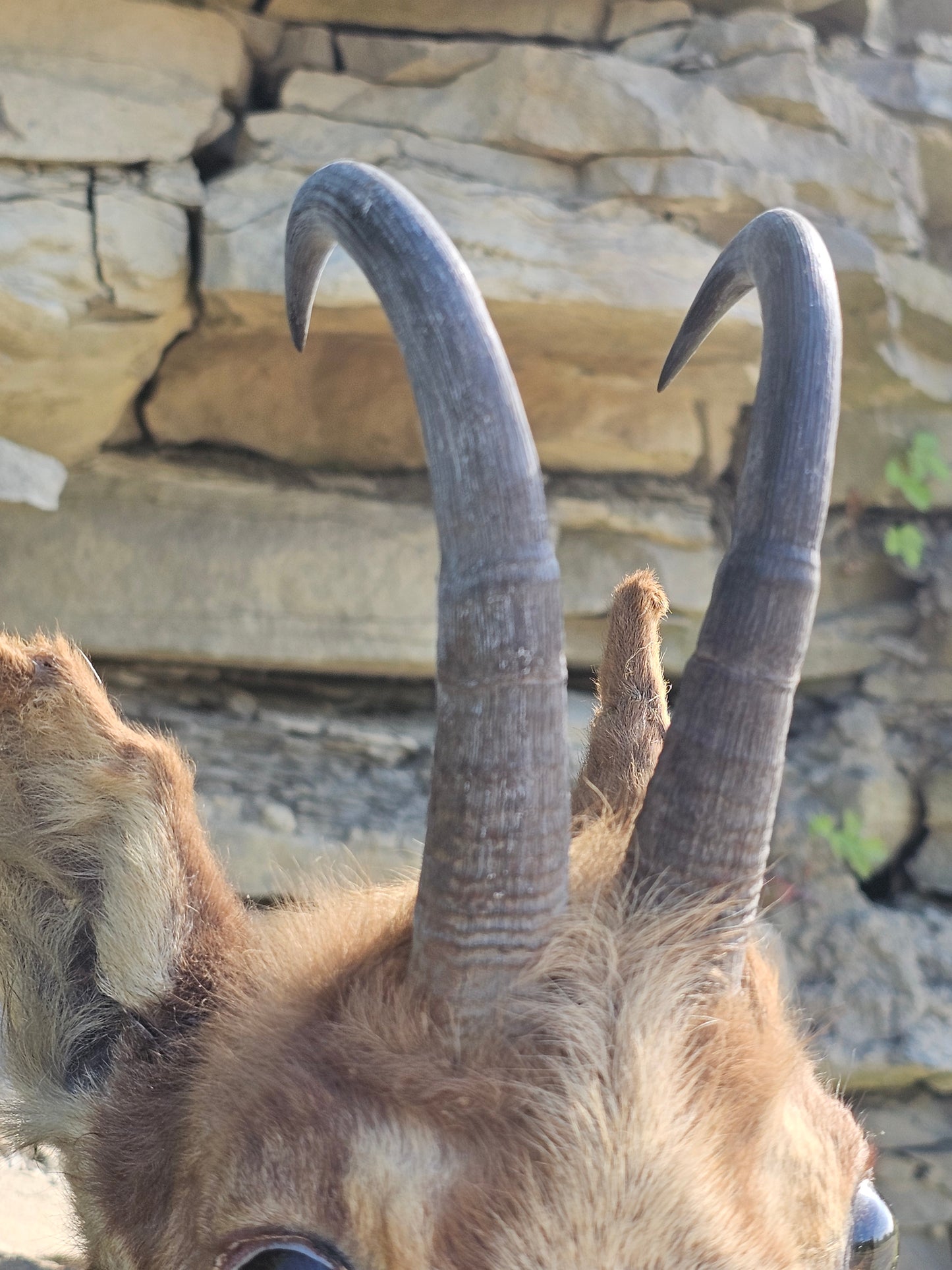 Vintage 1952 German Chamois Taxidermy Head Mount on Black Forrest Shield with ID Plaque