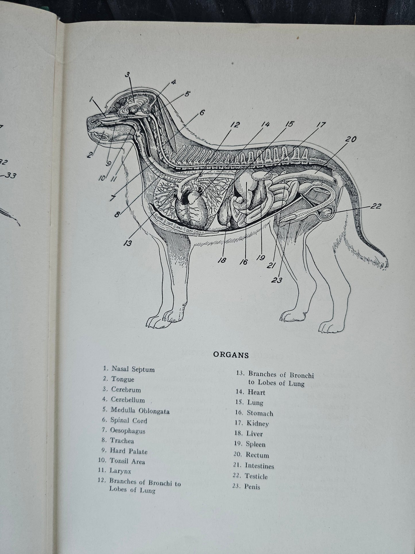 Diseases and Surgery of the Dog by Raymond J. Garbutt, 1938 Book