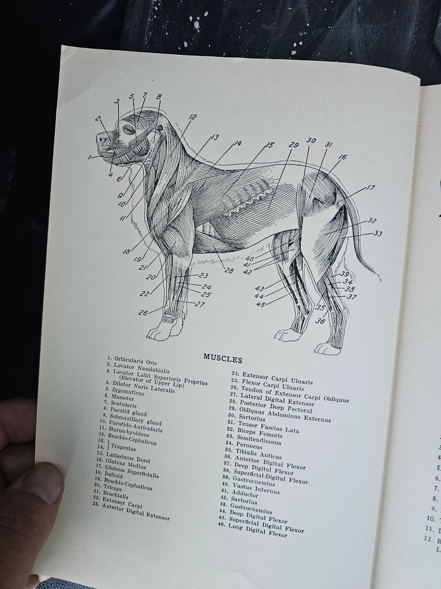 Diseases and Surgery of the Dog by Raymond J. Garbutt, 1938 Book