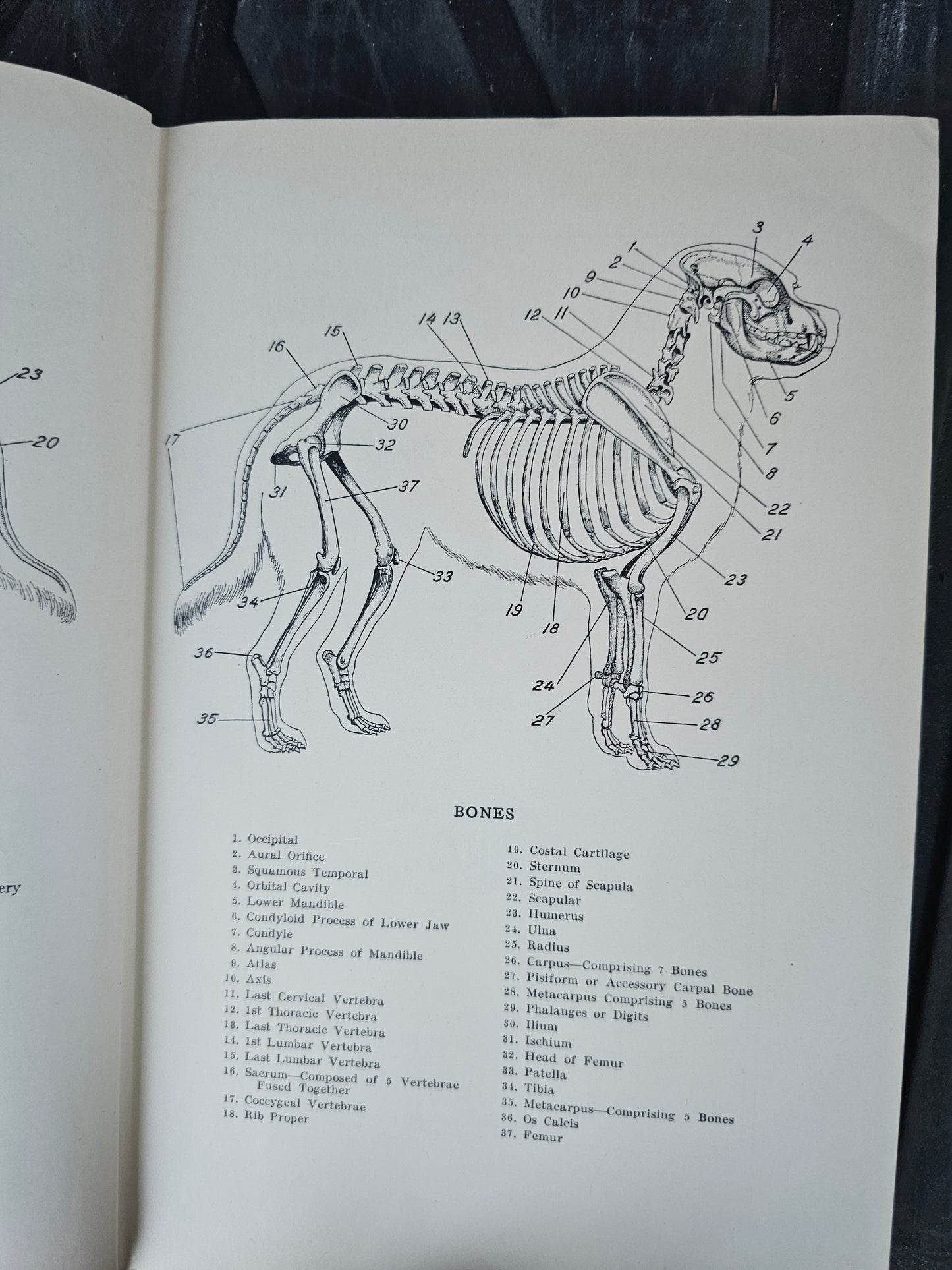 Diseases and Surgery of the Dog by Raymond J. Garbutt, 1938 Book