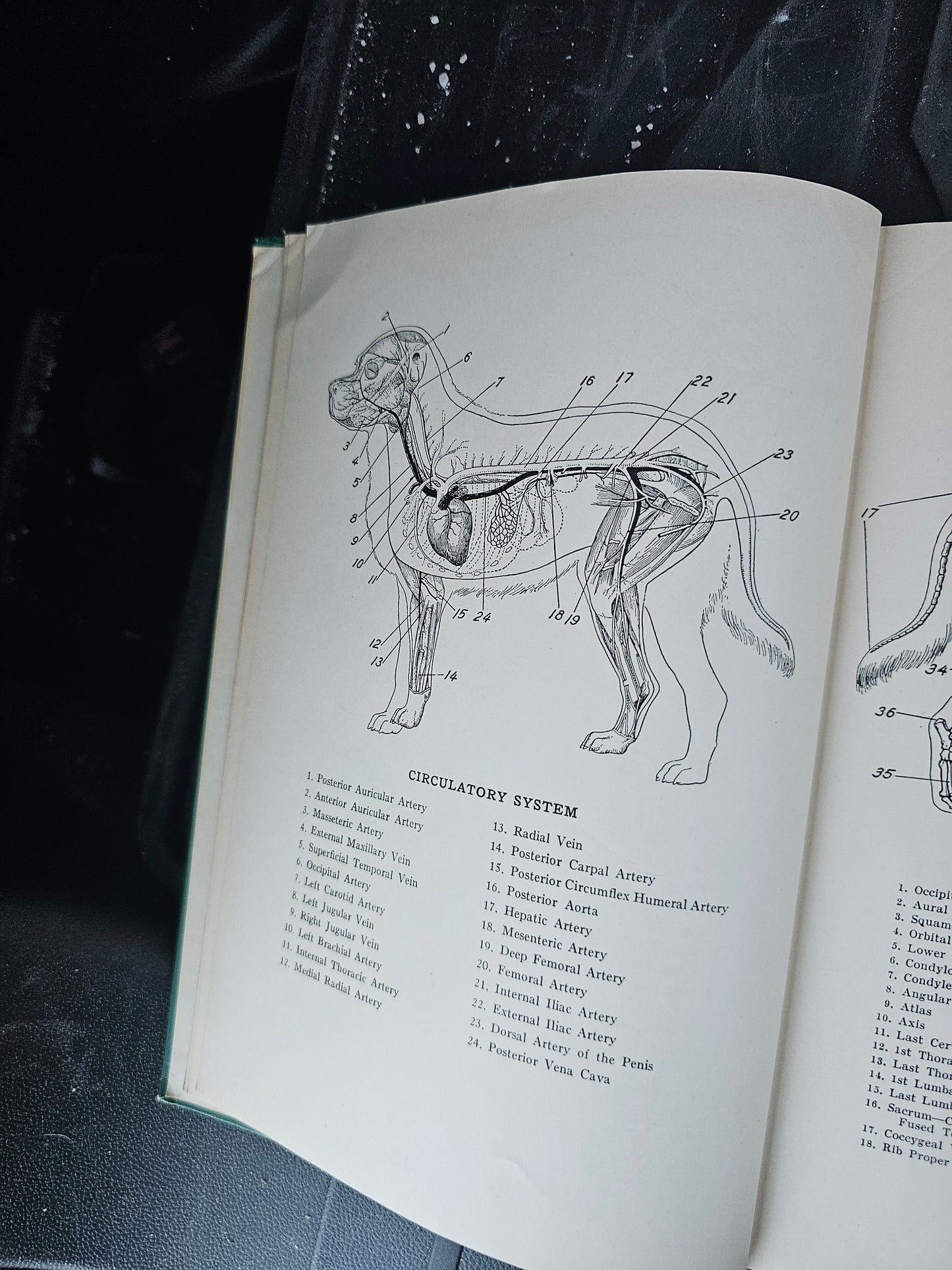 Diseases and Surgery of the Dog by Raymond J. Garbutt, 1938 Book