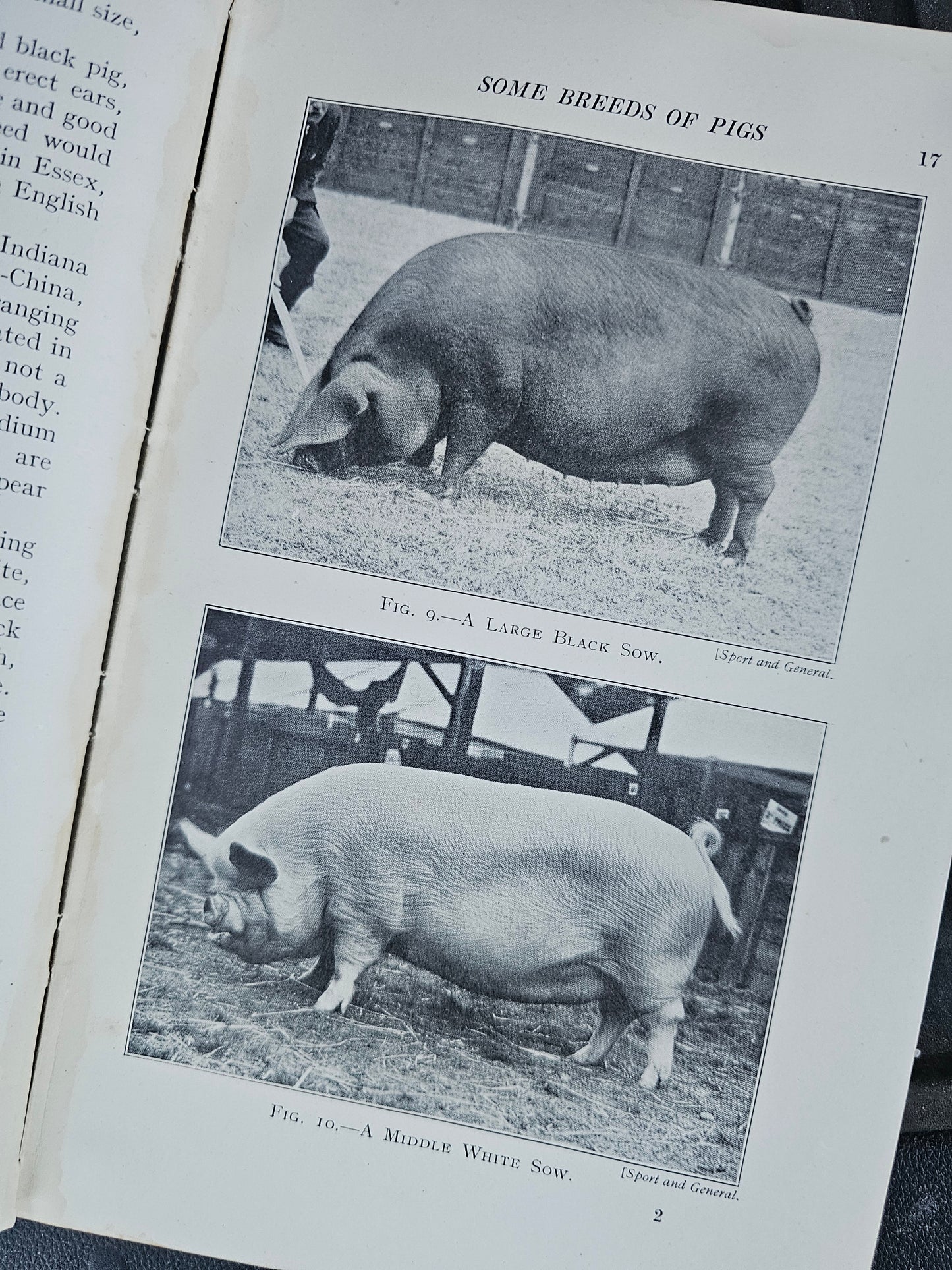 Diseases of the Pig and It's Husbandry by David J. Anthony, 1940 Book