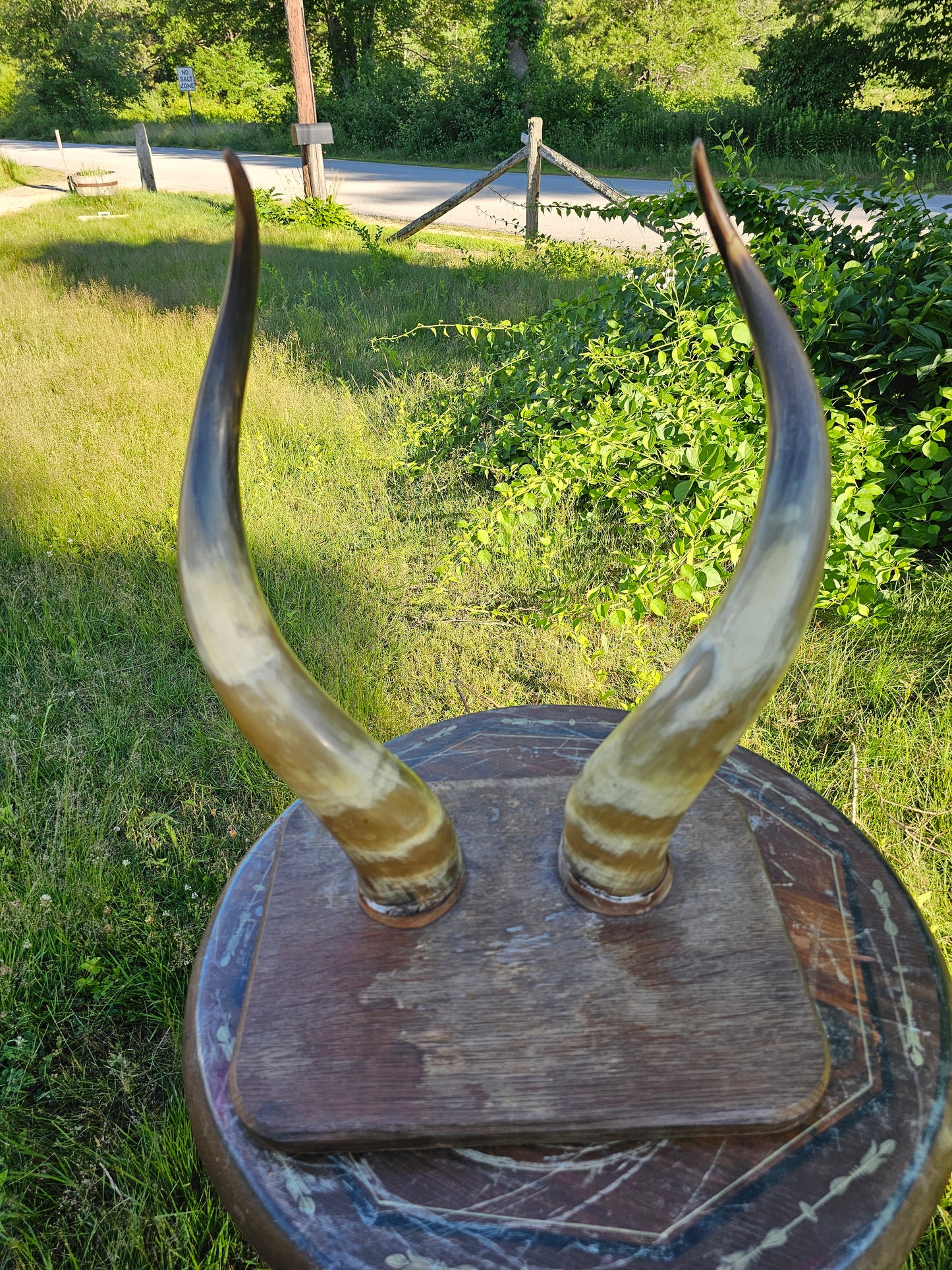 Tall Antique Bull Horn Taxidermy Wall Mount, 20"