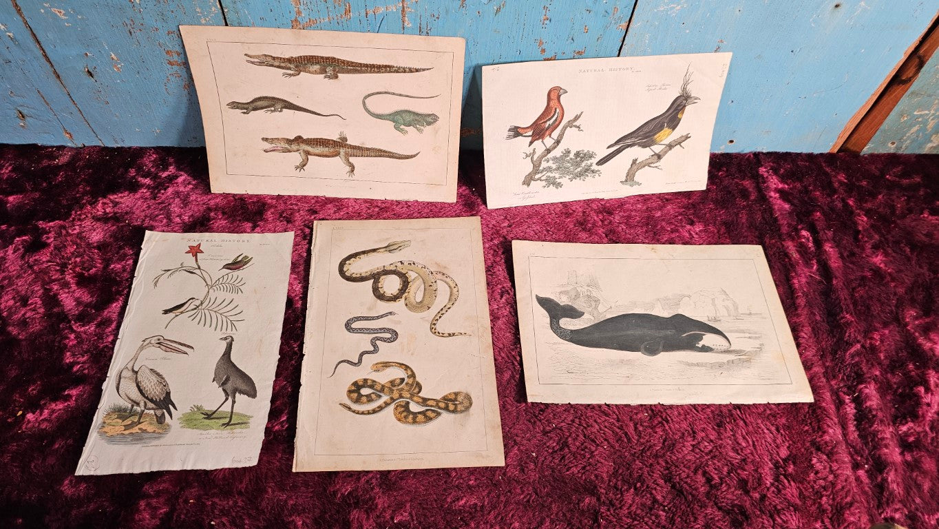 Grouping Of Five Hand Colored Antique Animal Book Plates, Reptiles And More, Natural History