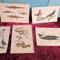 Lot 073 - Grouping Of Five Hand Colored Antique Animal Book Plates, Reptiles And More, Natural History