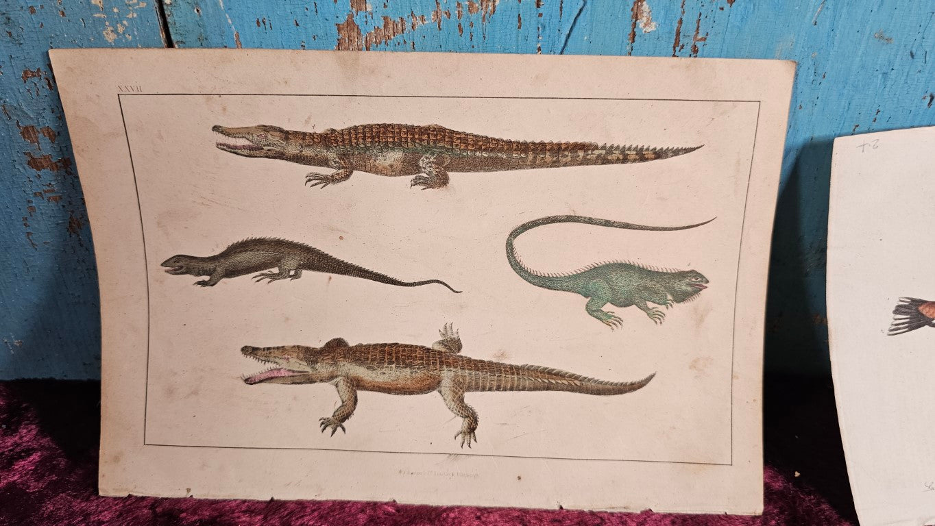 Grouping Of Five Hand Colored Antique Animal Book Plates, Reptiles And More, Natural History