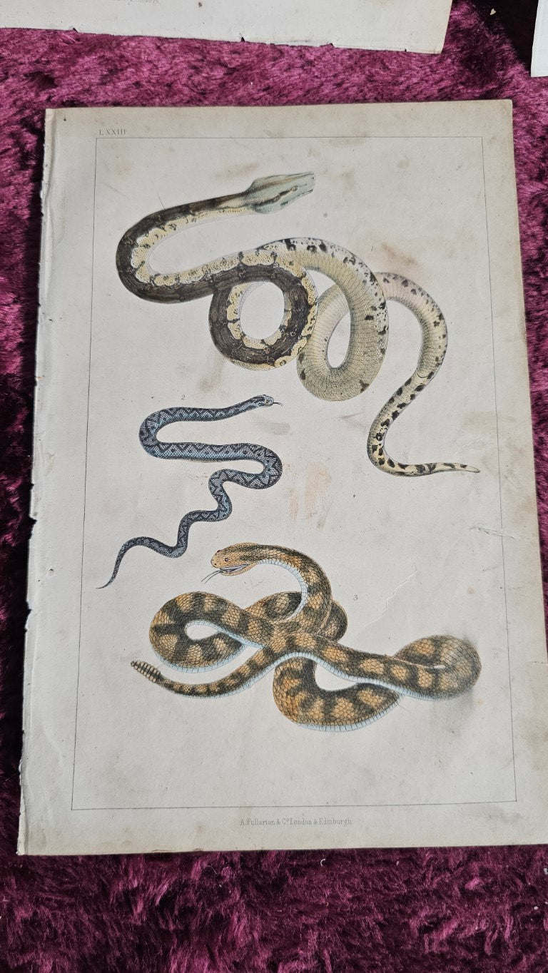 Grouping Of Five Hand Colored Antique Animal Book Plates, Reptiles And More, Natural History