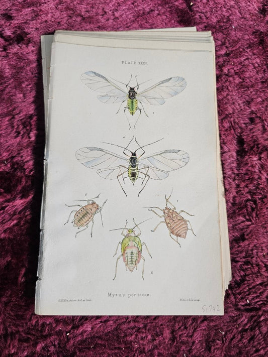 Grouping Of Antique Hand Colored Insect Book Plates, Natural History