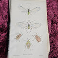 Lot 074 - Grouping Of Antique Hand Colored Insect Book Plates, Natural History
