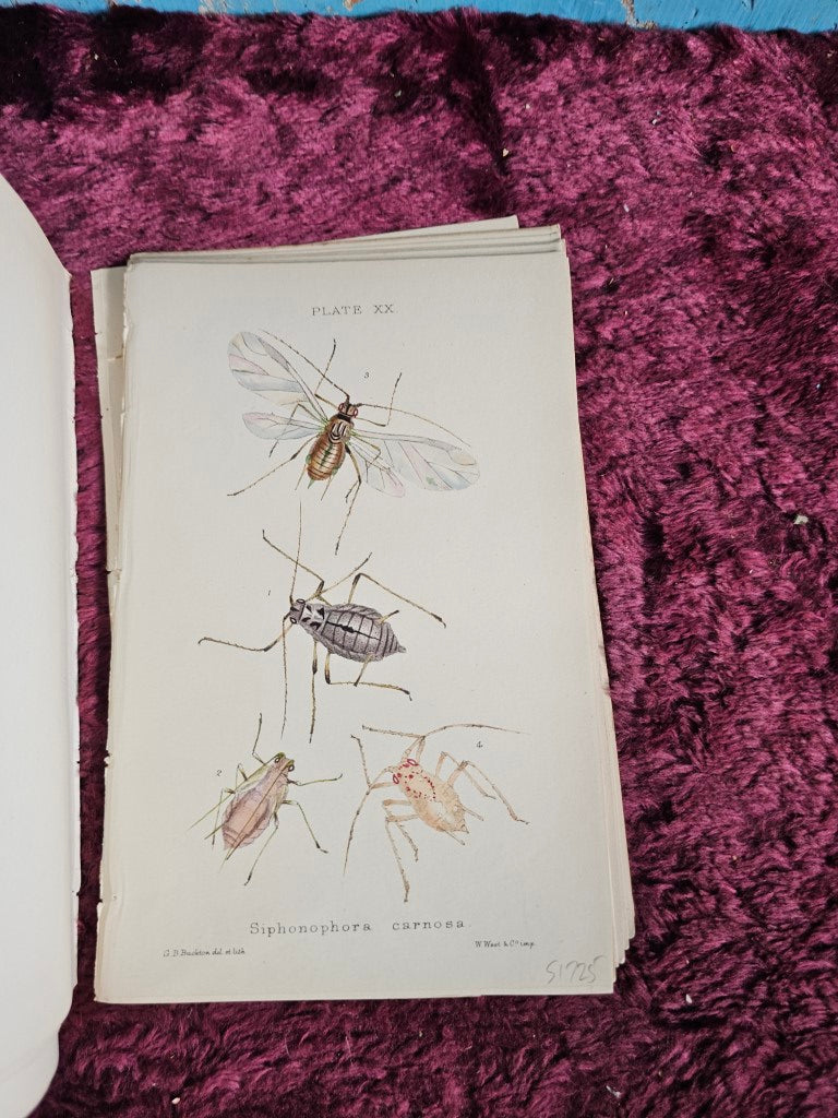 Grouping Of Antique Hand Colored Insect Book Plates, Natural History