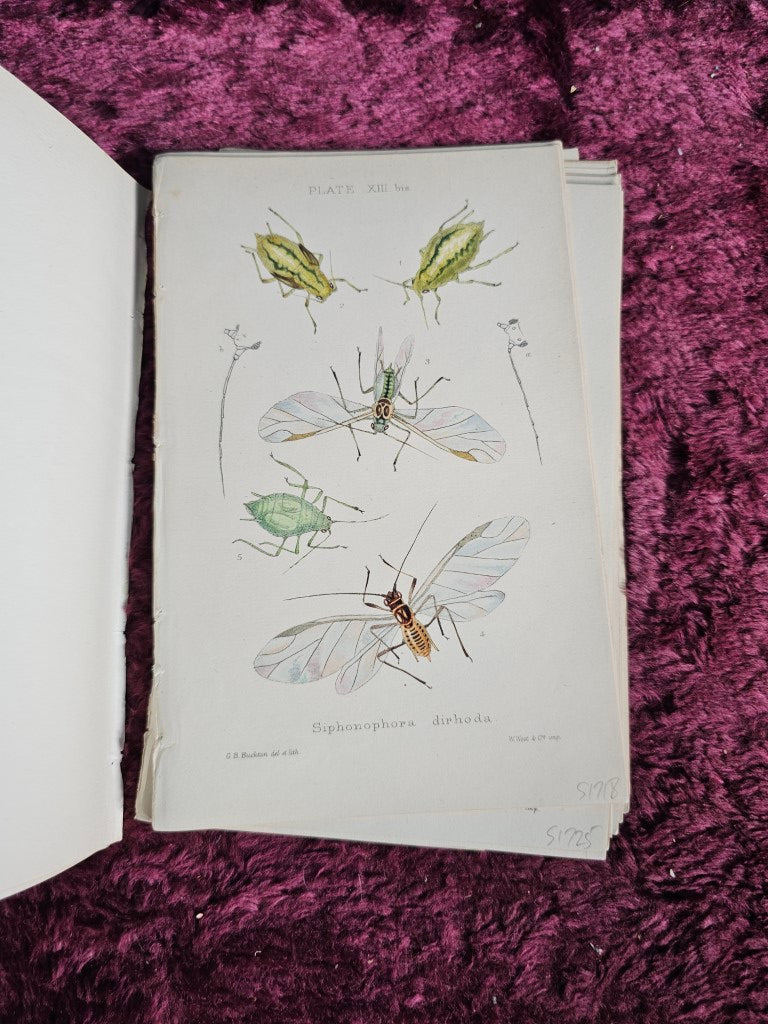 Grouping Of Antique Hand Colored Insect Book Plates, Natural History