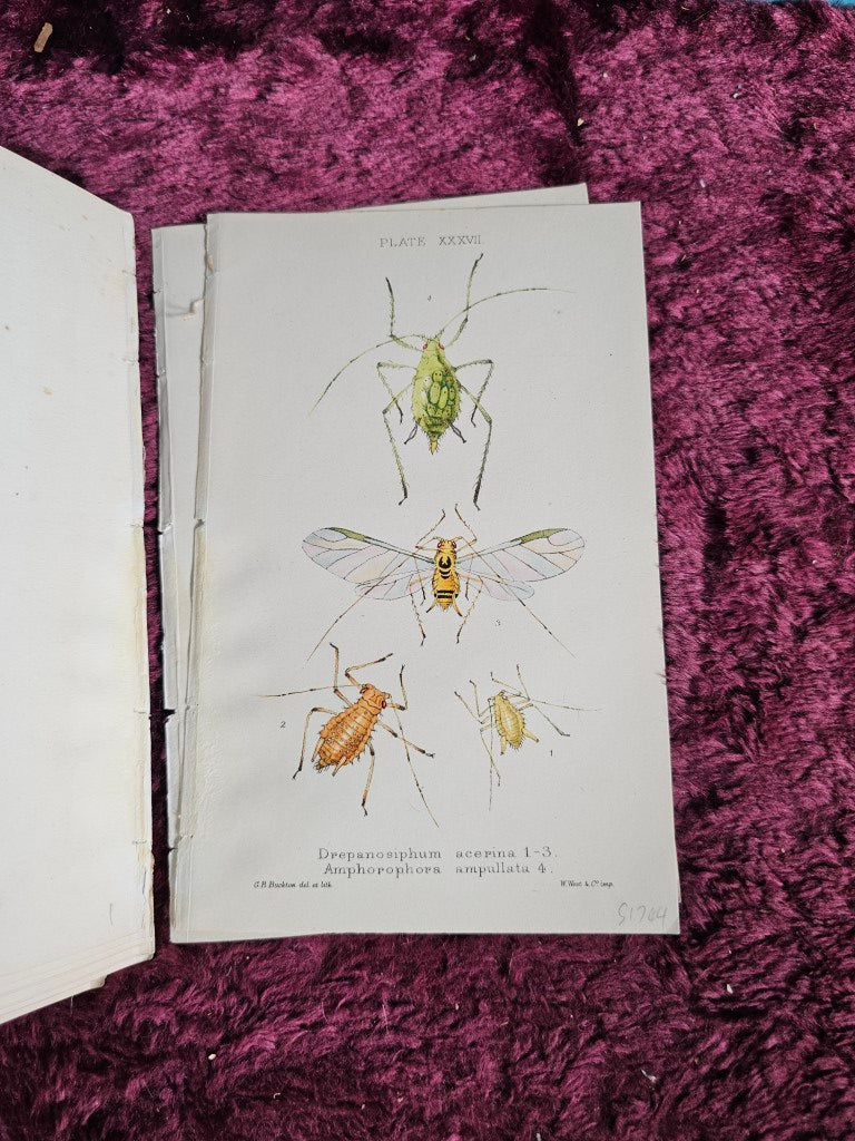 Grouping Of Antique Hand Colored Insect Book Plates, Natural History