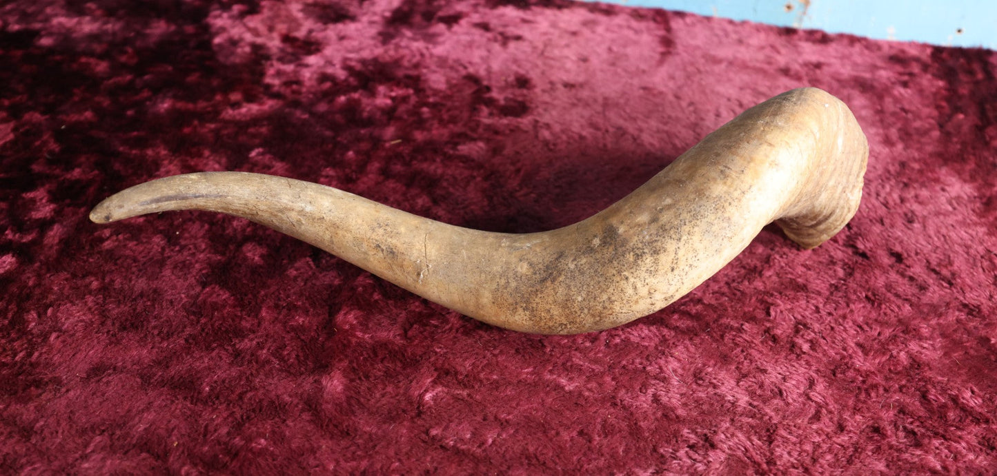 Lot 088 - Vintage Curly Animal Horn, 21"