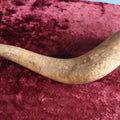 Lot 088 - Vintage Curly Animal Horn, 21"