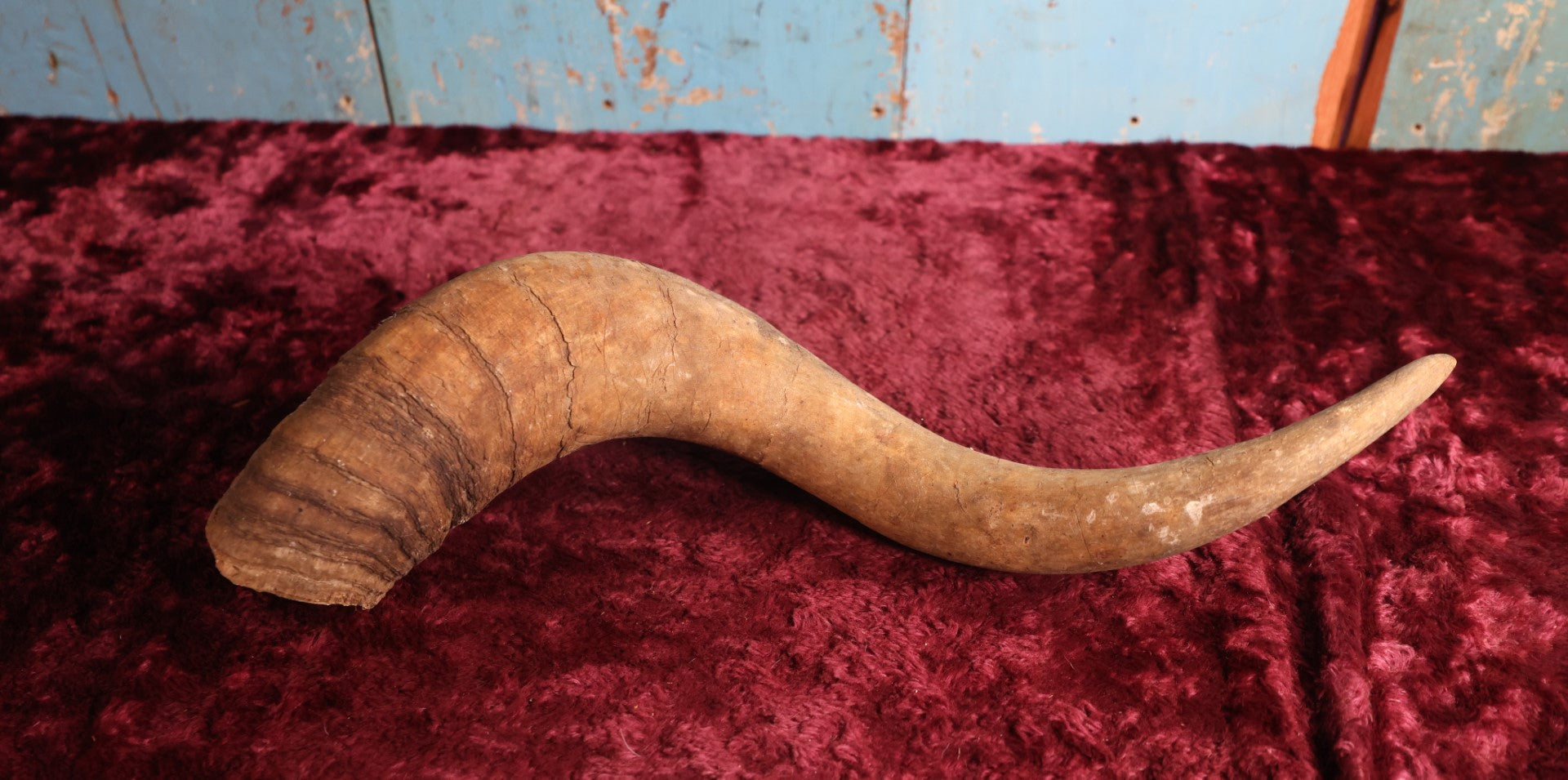 Lot 088 - Vintage Curly Animal Horn, 21"