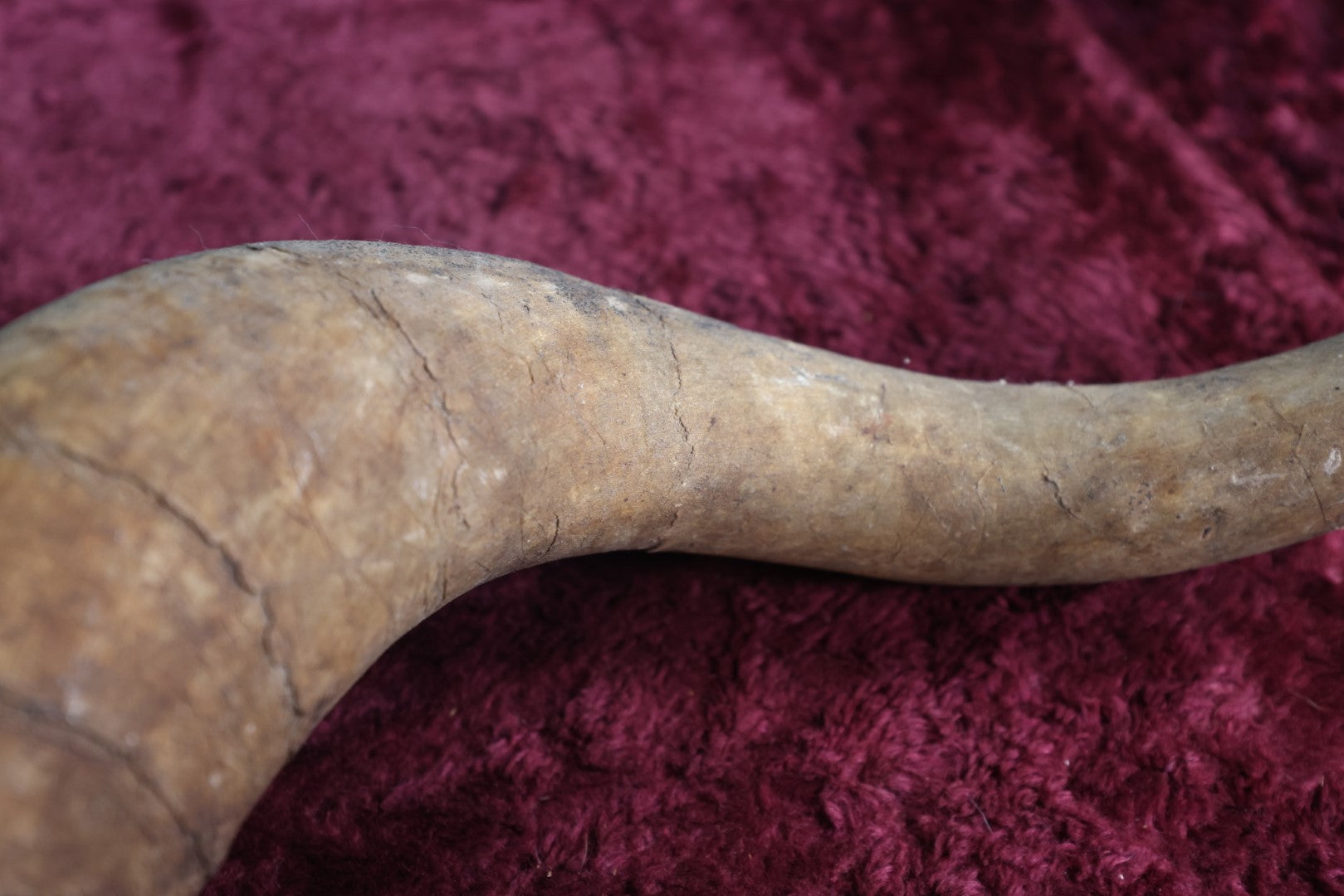 Lot 088 - Vintage Curly Animal Horn, 21"