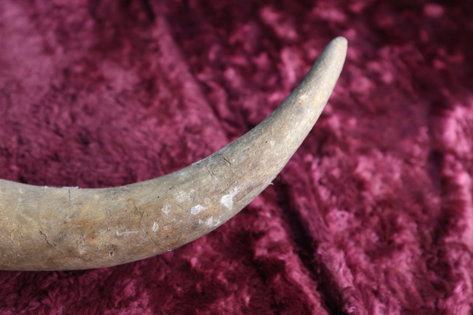 Lot 088 - Vintage Curly Animal Horn, 21"