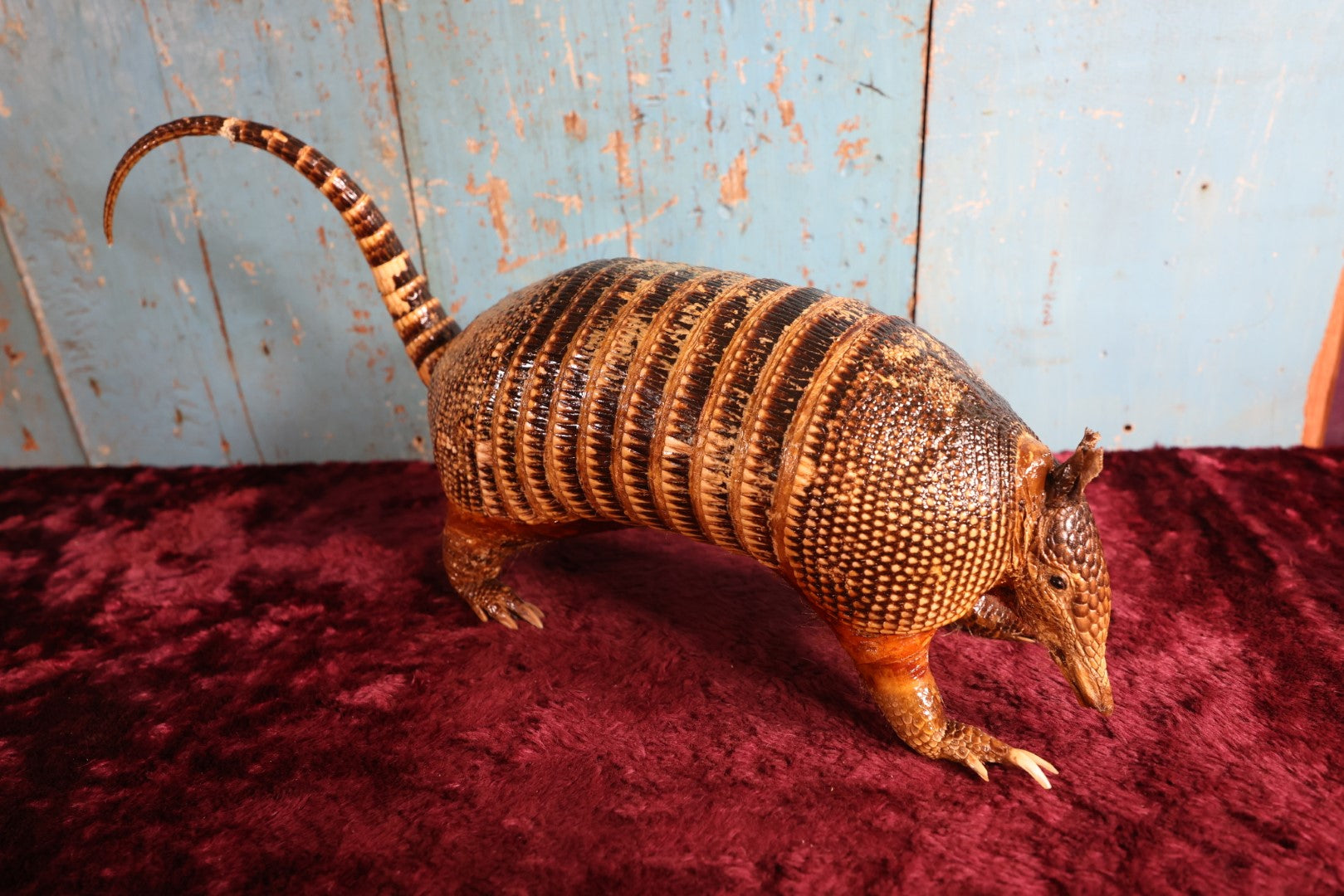 Lot 001 - Vintage Taxidermy Armadillo Full Body Mount, Damaged Tail