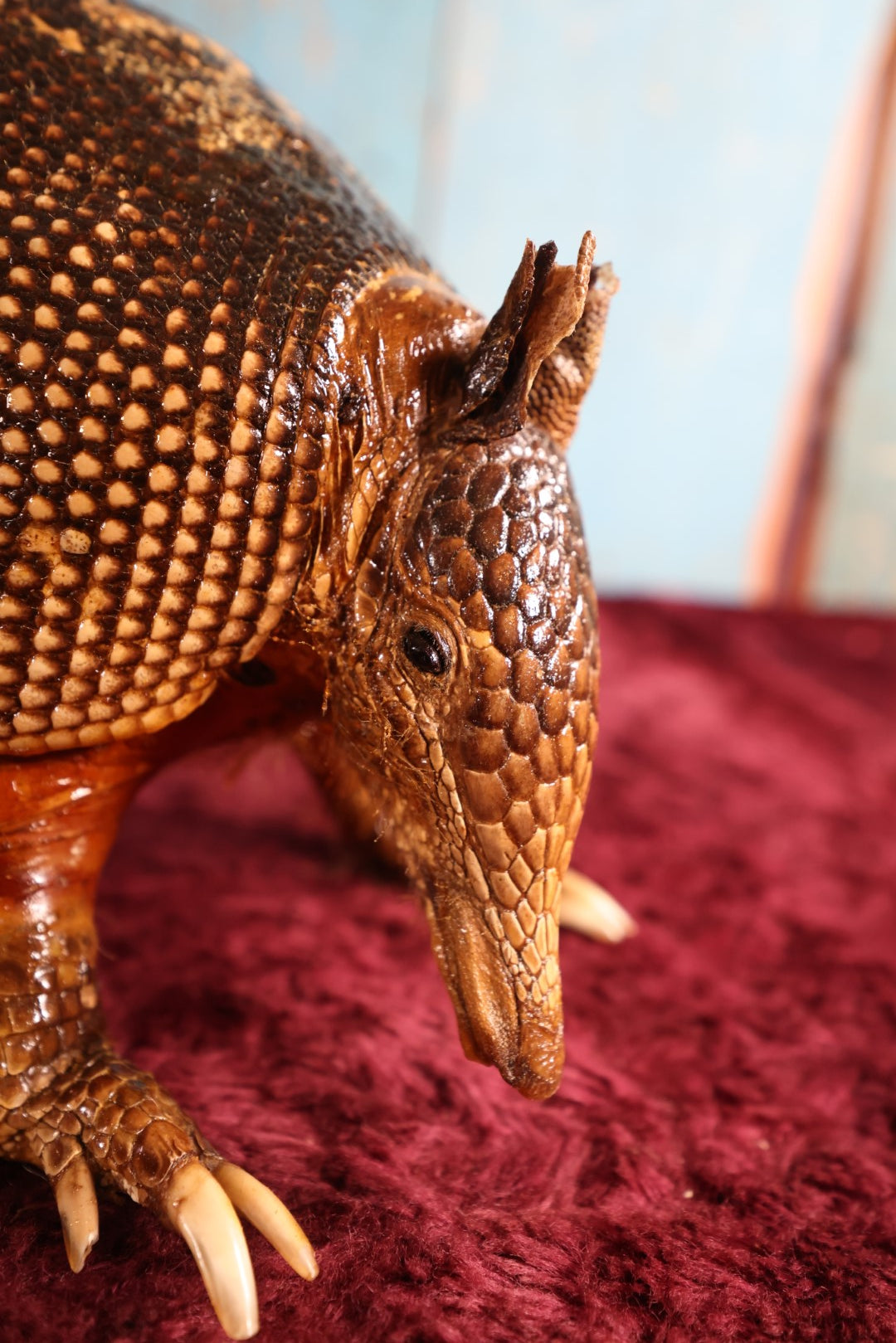 Lot 001 - Vintage Taxidermy Armadillo Full Body Mount, Damaged Tail