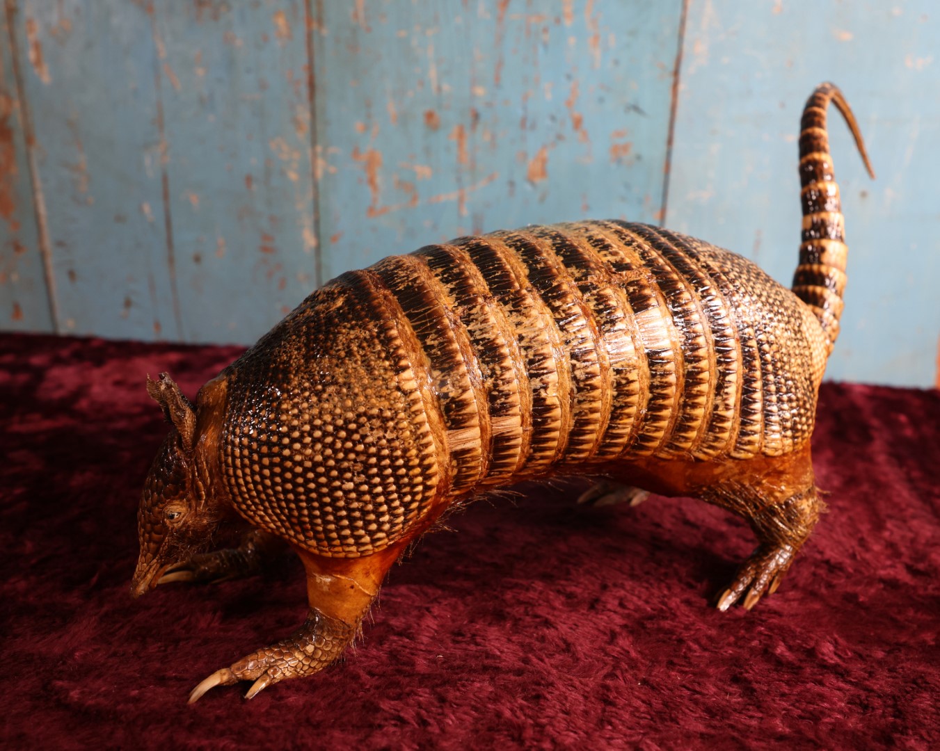 Lot 001 - Vintage Taxidermy Armadillo Full Body Mount, Damaged Tail