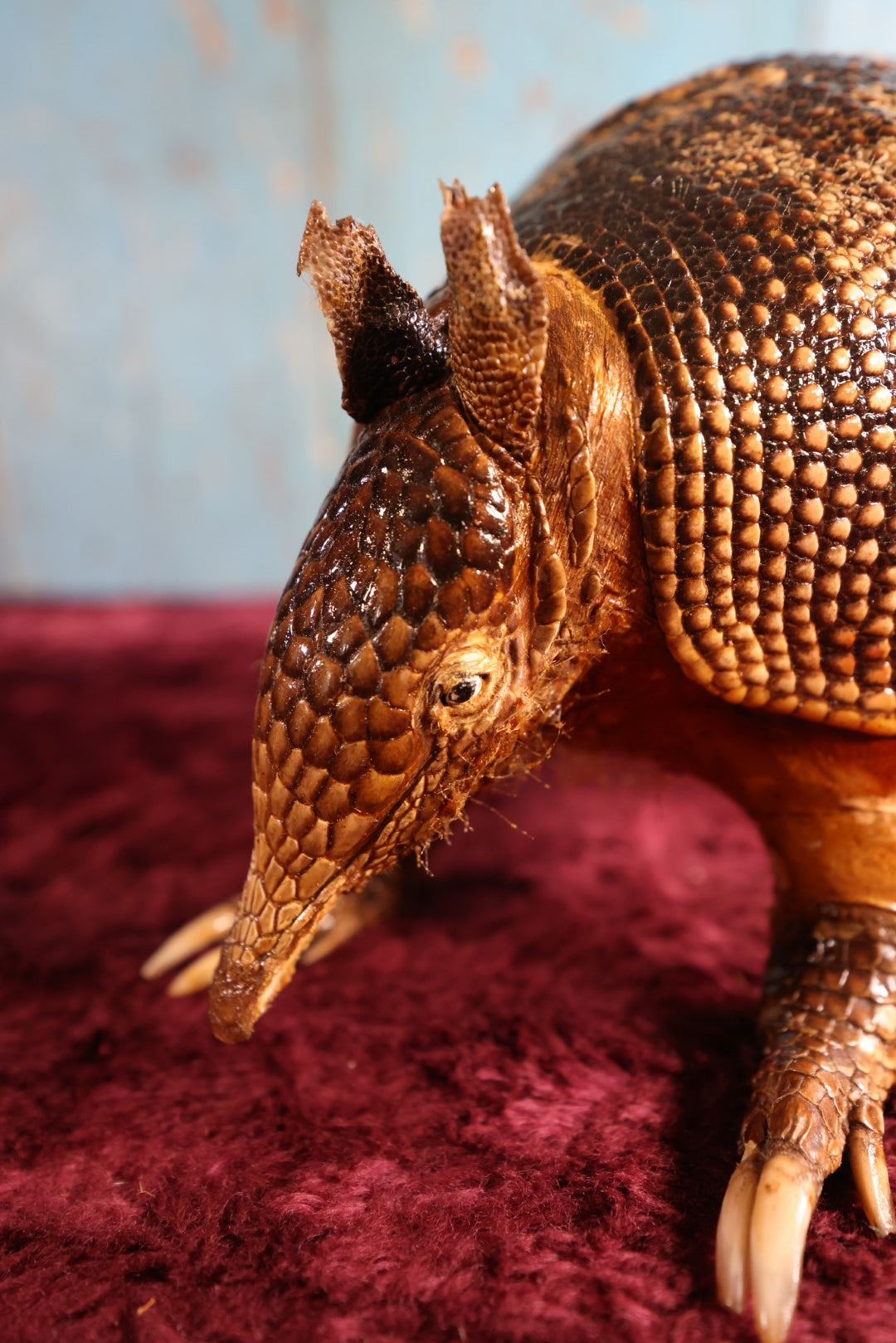 Lot 001 - Vintage Taxidermy Armadillo Full Body Mount, Damaged Tail