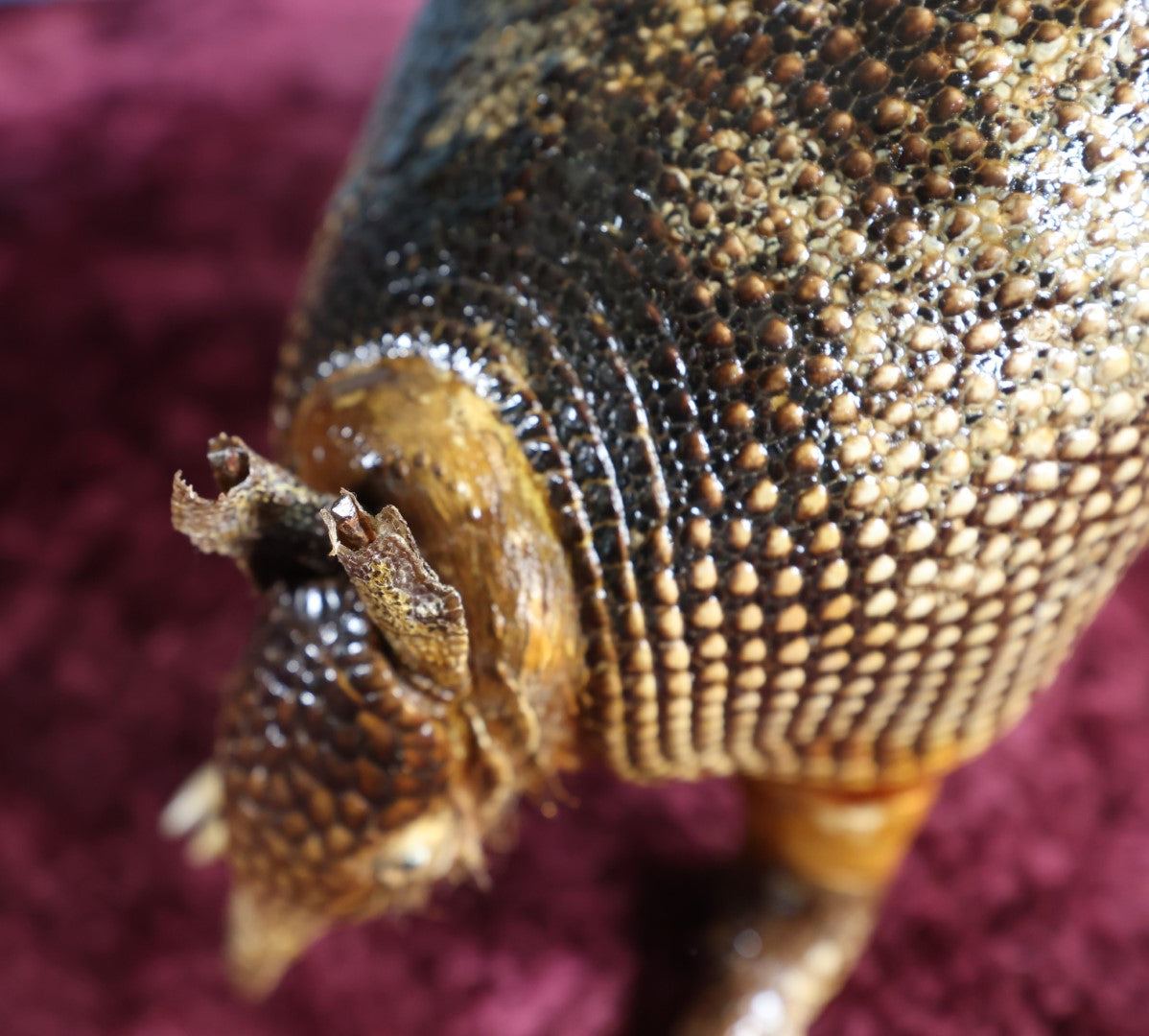 Lot 001 - Vintage Taxidermy Armadillo Full Body Mount, Damaged Tail