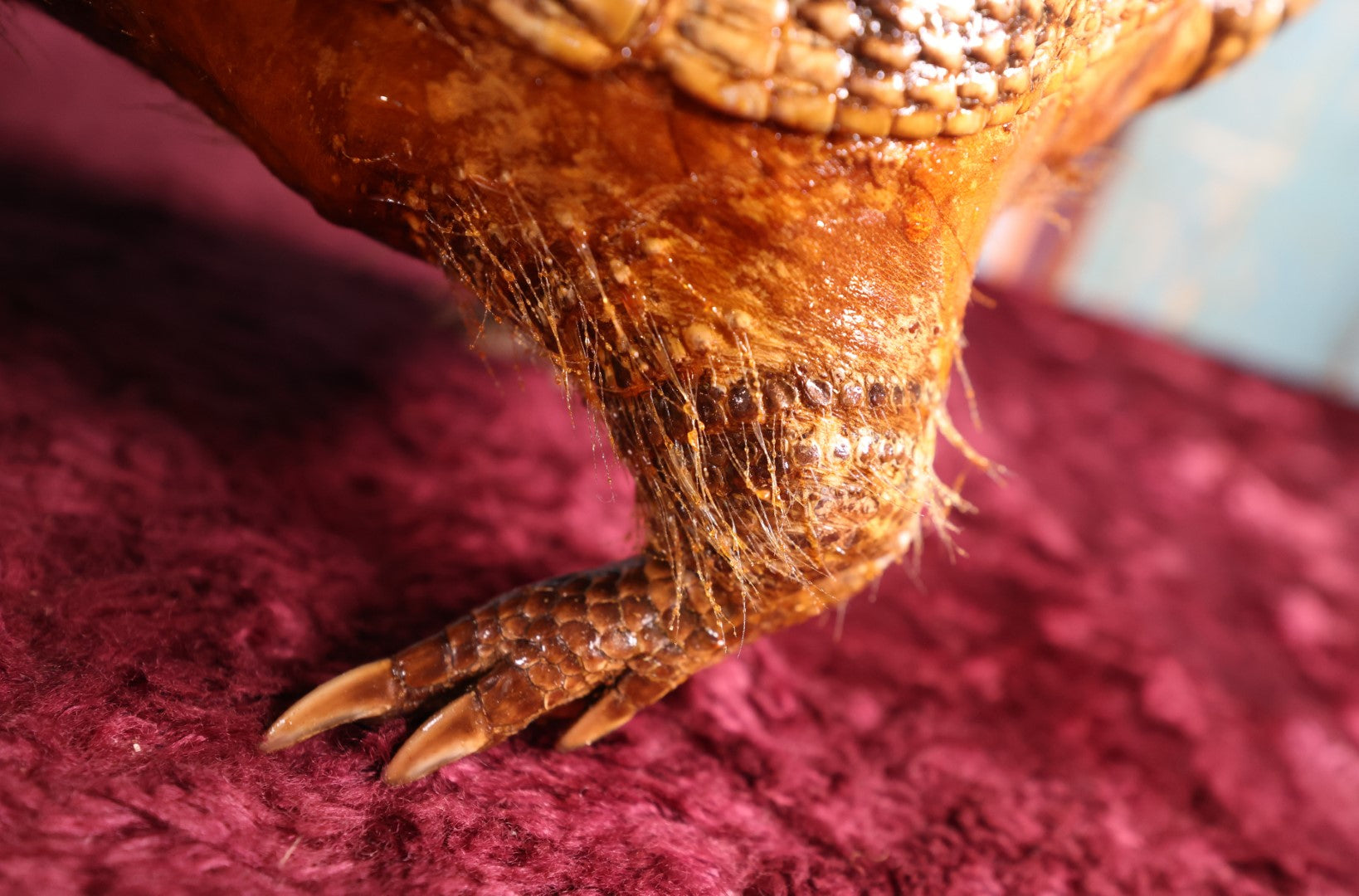 Lot 001 - Vintage Taxidermy Armadillo Full Body Mount, Damaged Tail