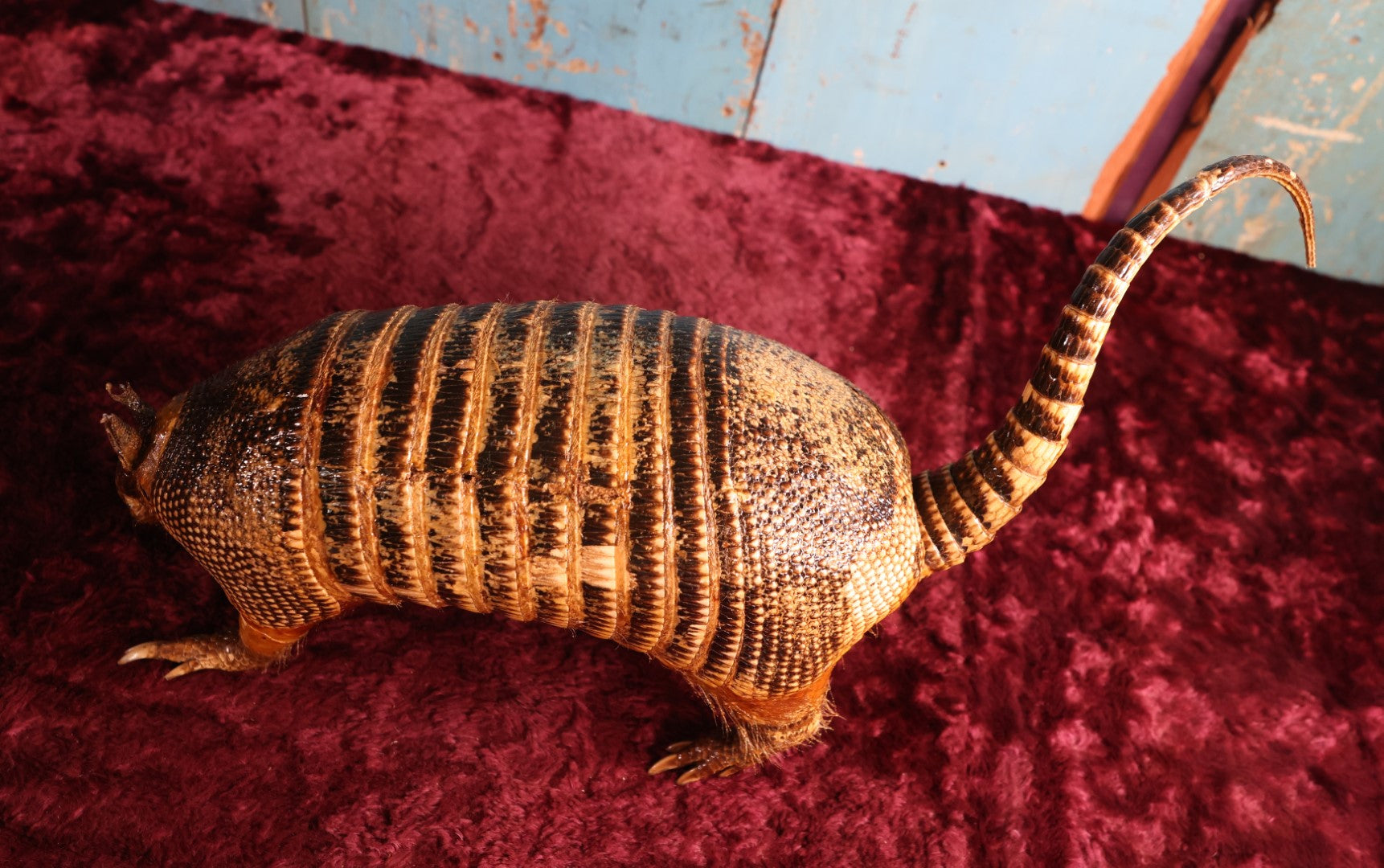 Lot 001 - Vintage Taxidermy Armadillo Full Body Mount, Damaged Tail