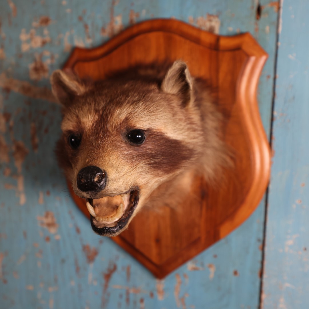 Lot 002 - Vintage Taxidermy Raccoon Head Mount On Wooden Shield