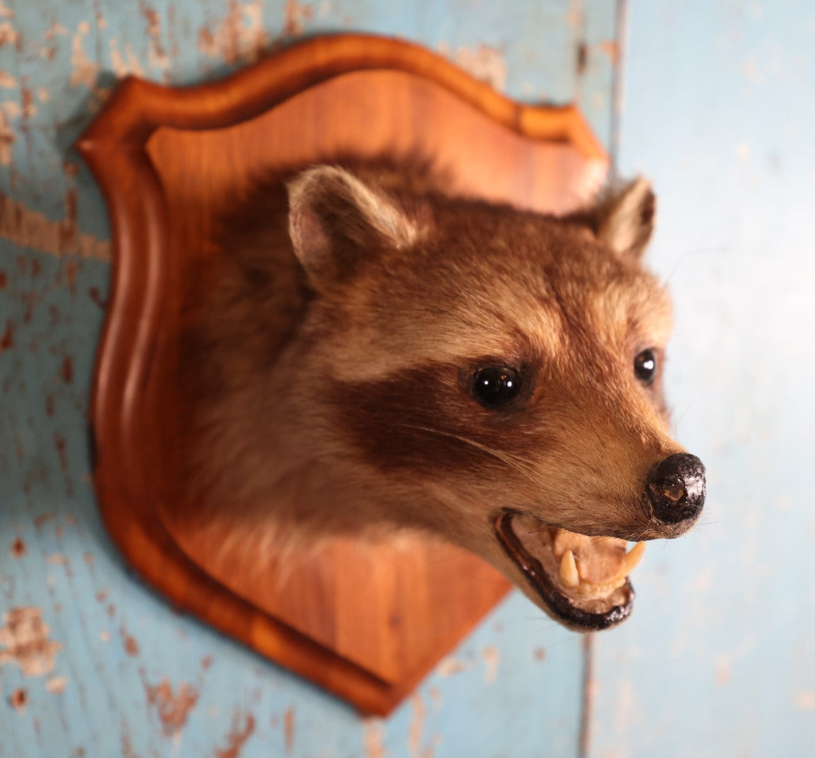 Lot 002 - Vintage Taxidermy Raccoon Head Mount On Wooden Shield