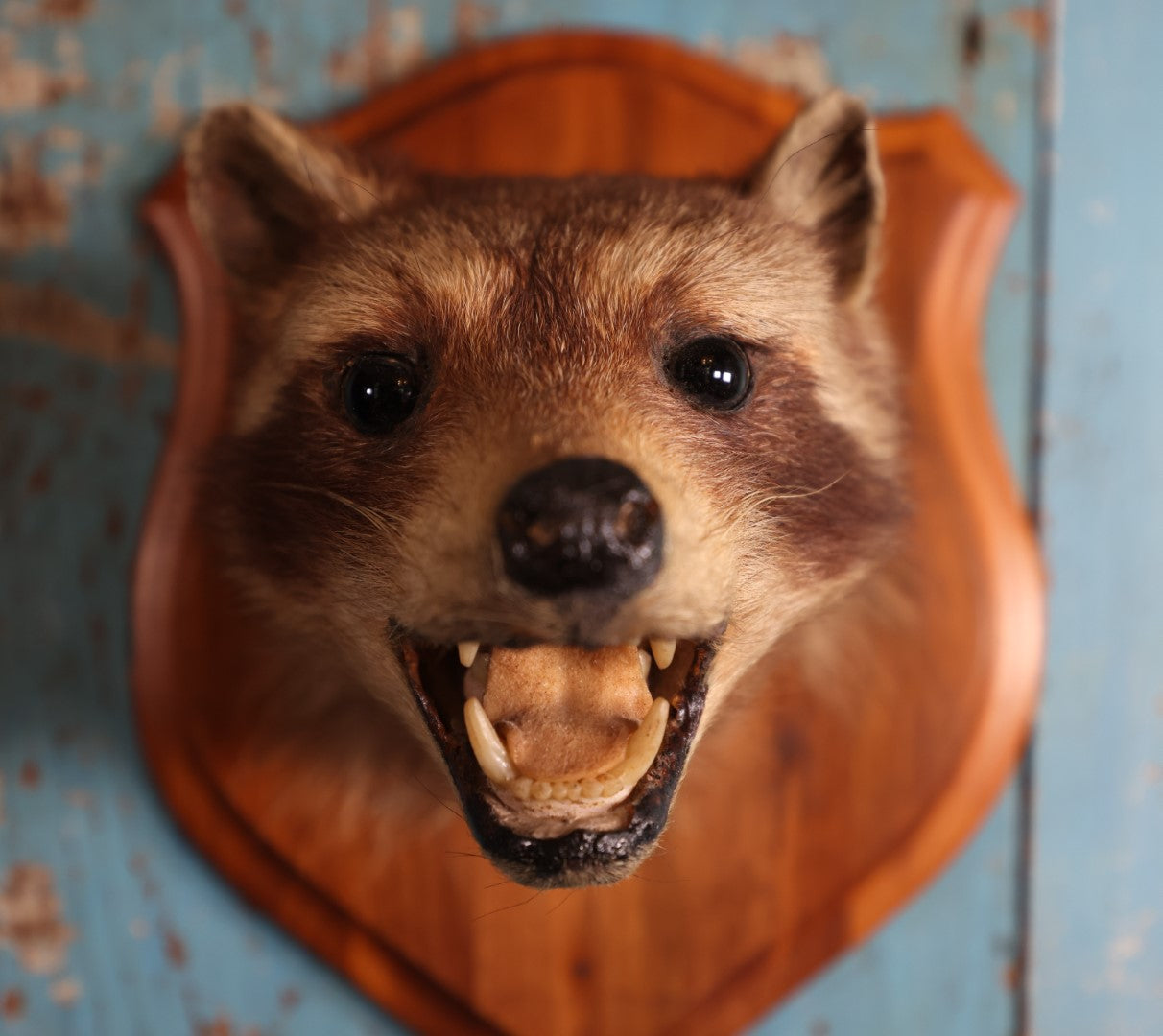 Lot 002 - Vintage Taxidermy Raccoon Head Mount On Wooden Shield